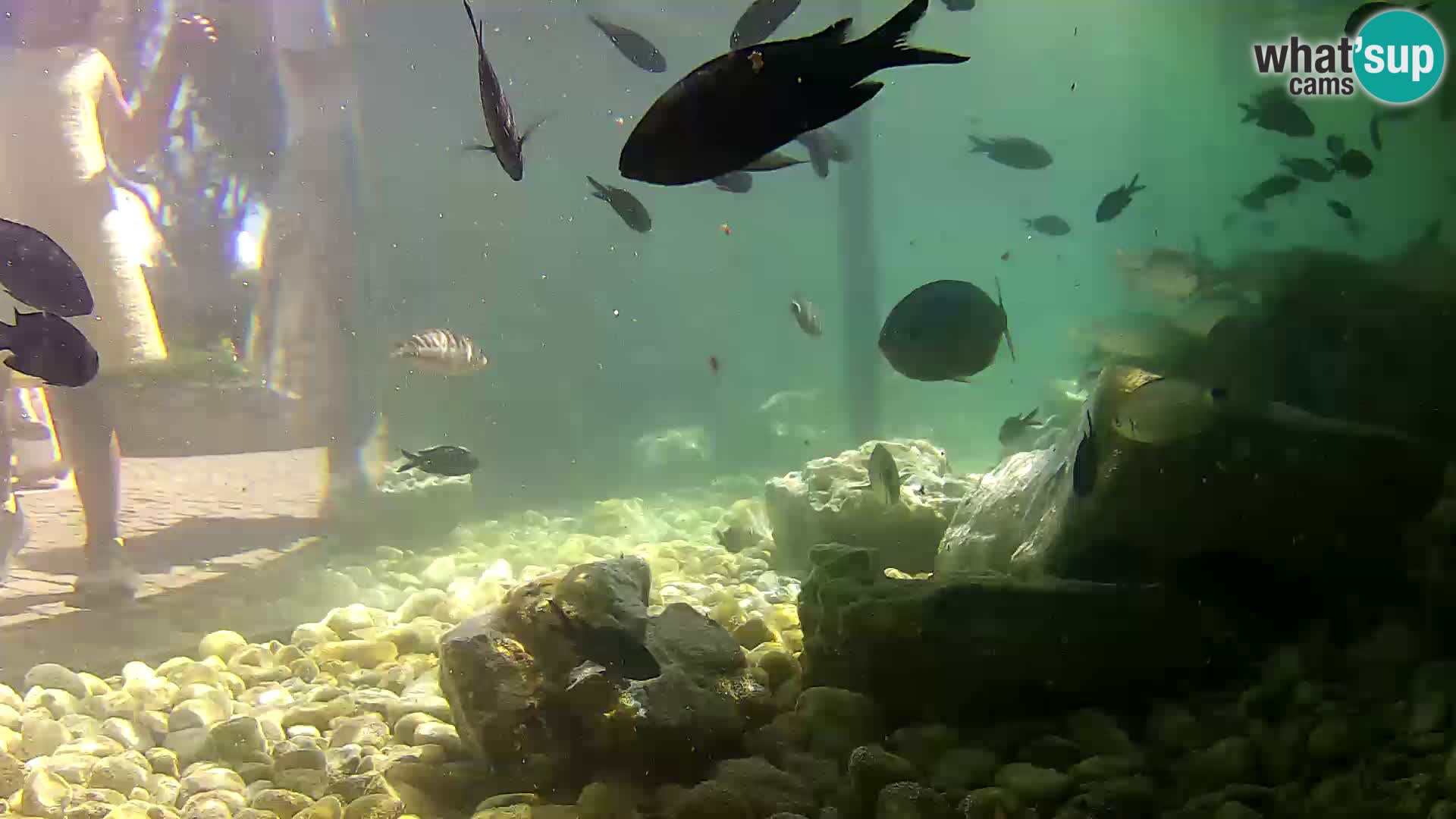 Webcam de l’aquarium marin extérieur de Rogoznica Croatie