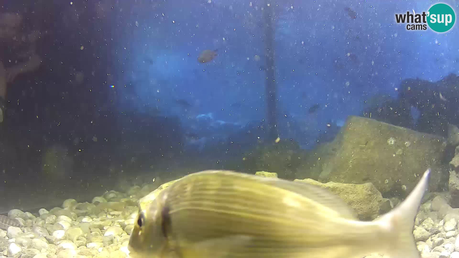 Outdoor Marine Aquarium Rogoznica webcam Croatia