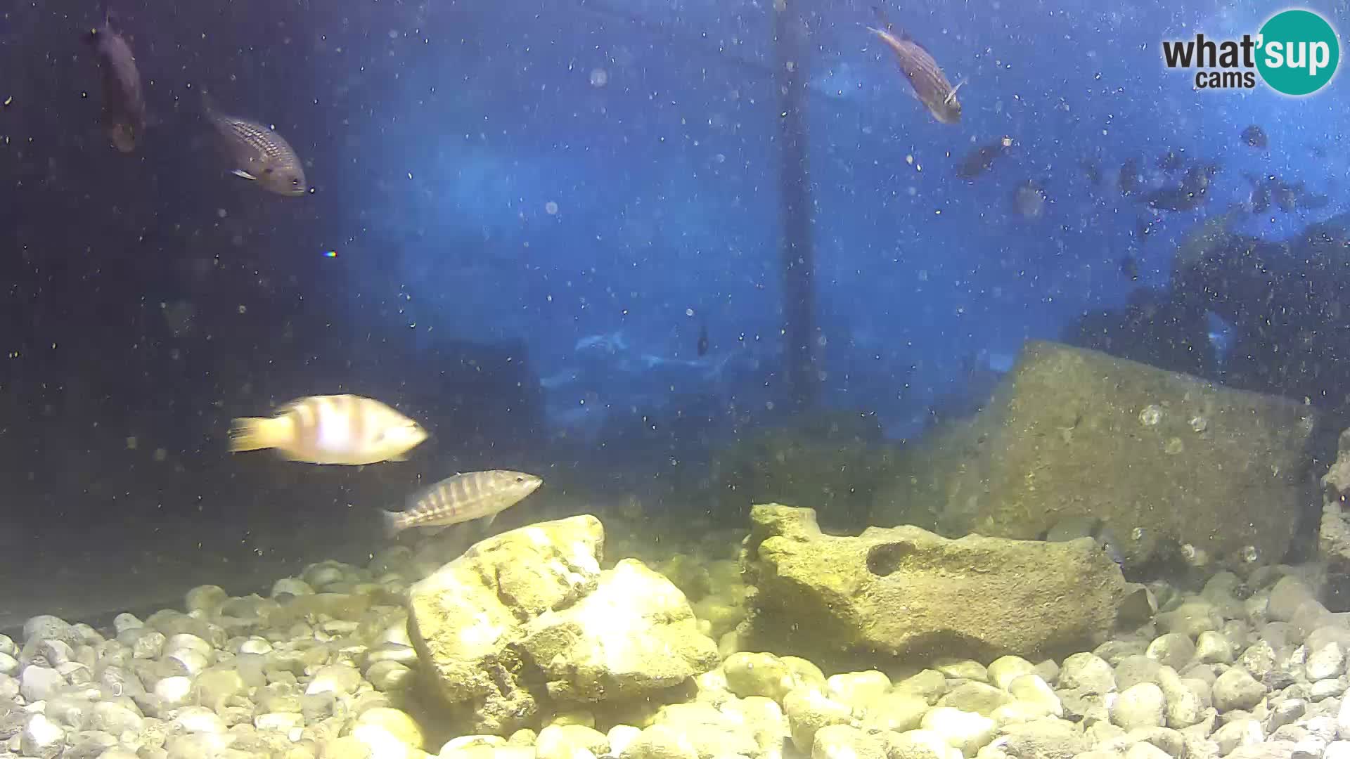 Outdoor Marine Aquarium Rogoznica webcam Croatia