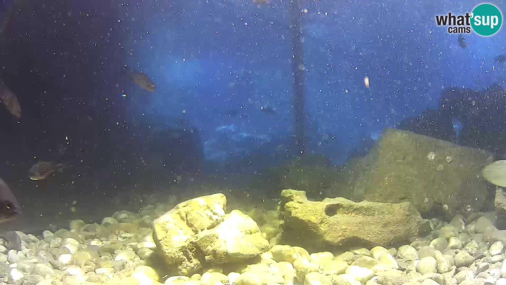 Outdoor Marine Aquarium Rogoznica webcam Croatia