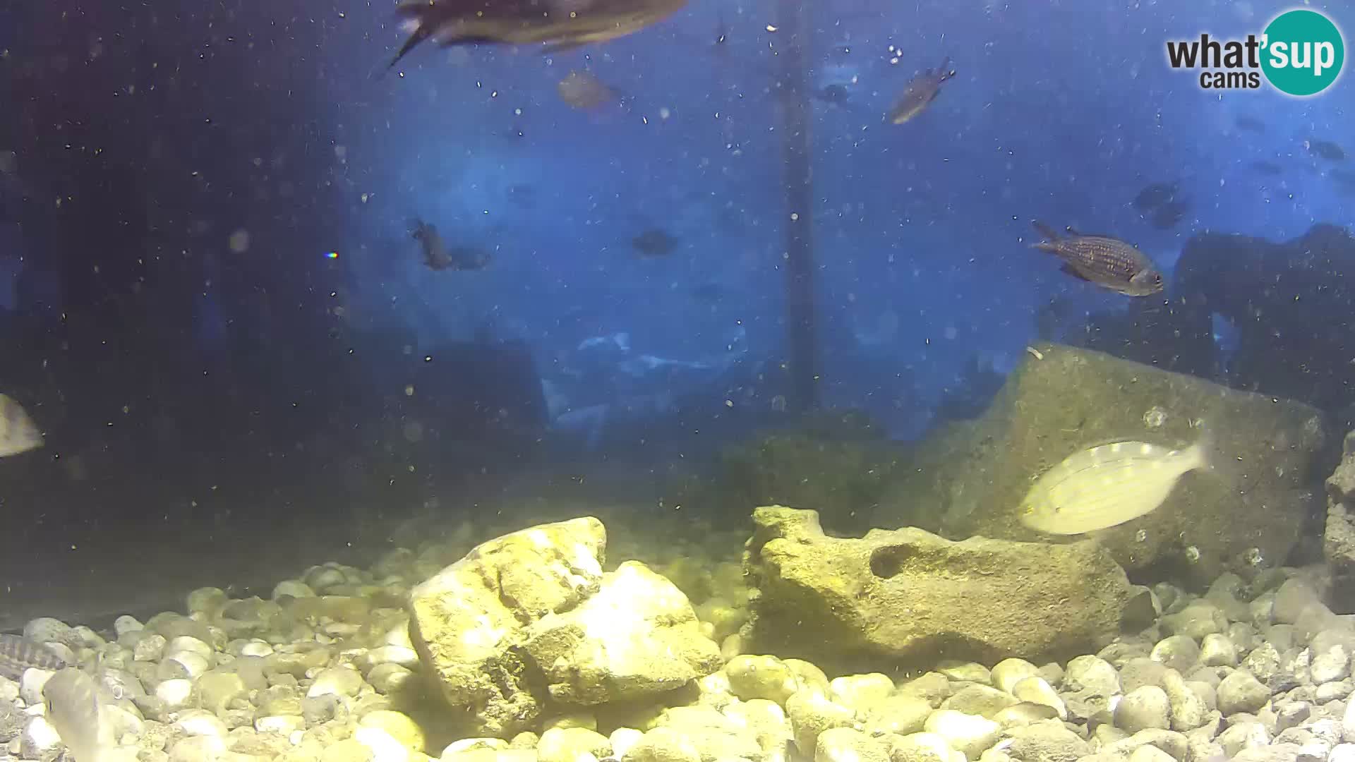 Outdoor Marine Aquarium Rogoznica webcam Croatia