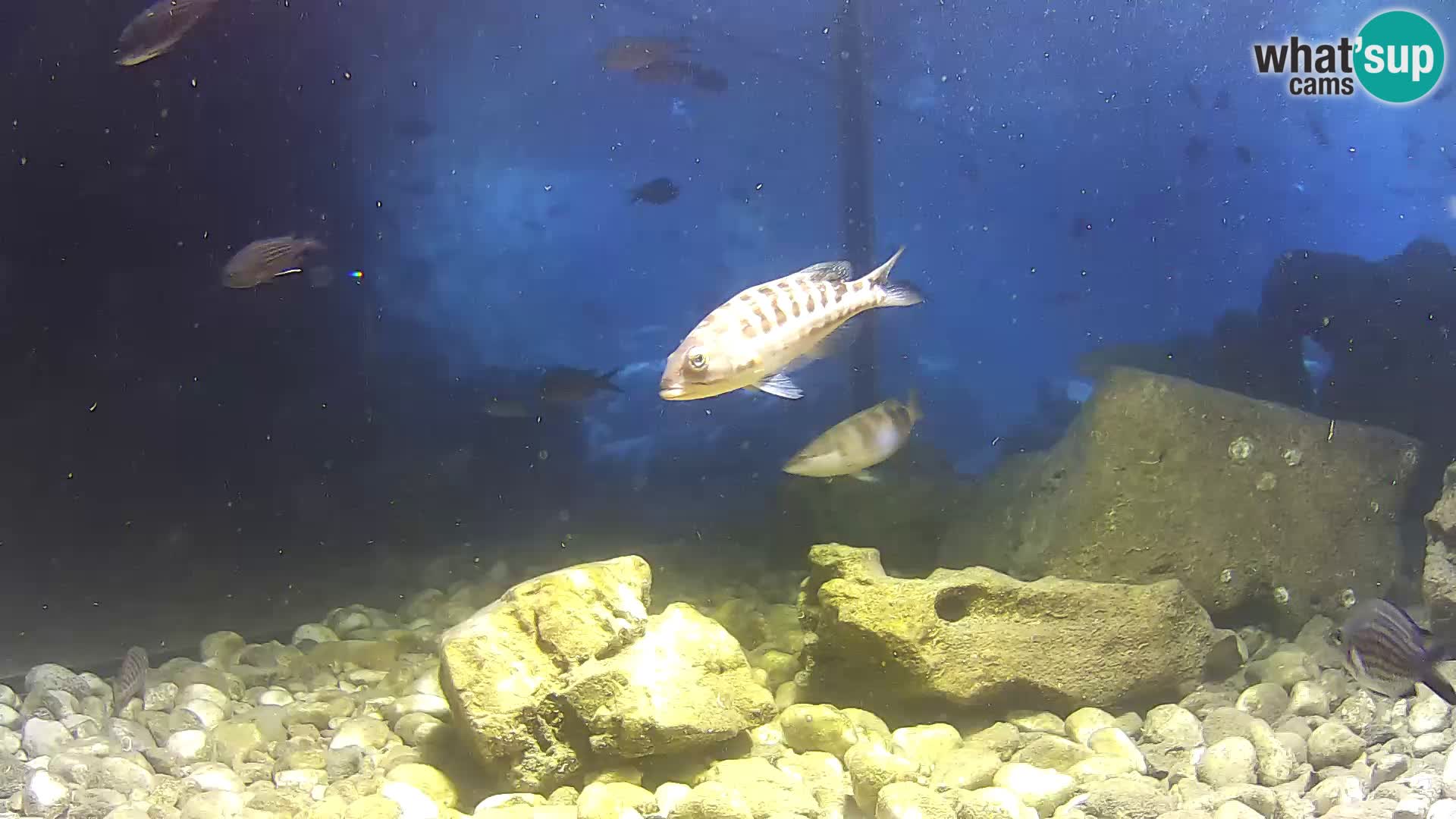 Outdoor Marine Aquarium Rogoznica webcam Croatia