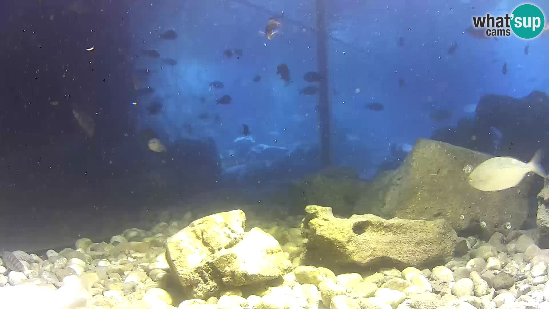 Outdoor Marine Aquarium Rogoznica webcam Croatia