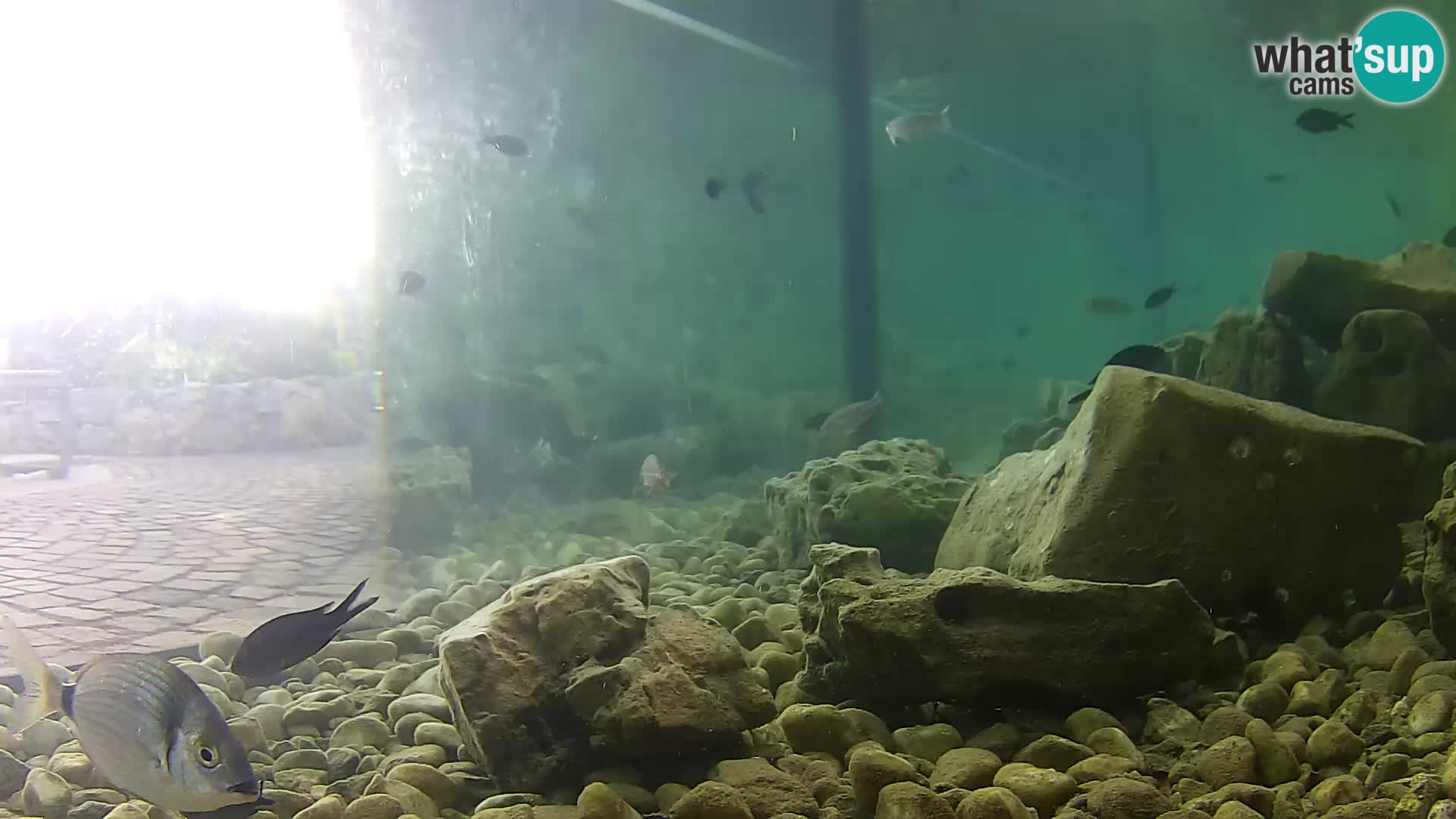 Outdoor Marine Aquarium Rogoznica webcam Croatia