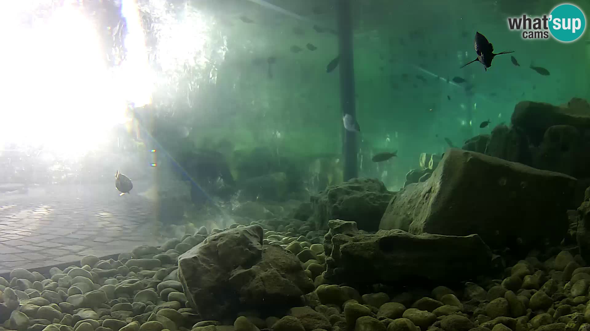 Outdoor Marine Aquarium Rogoznica webcam Croatia