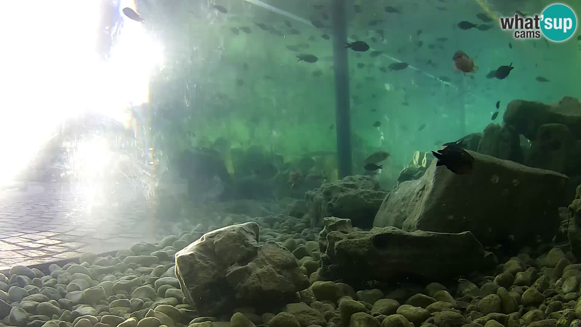 Outdoor Marine Aquarium Rogoznica webcam Croatia