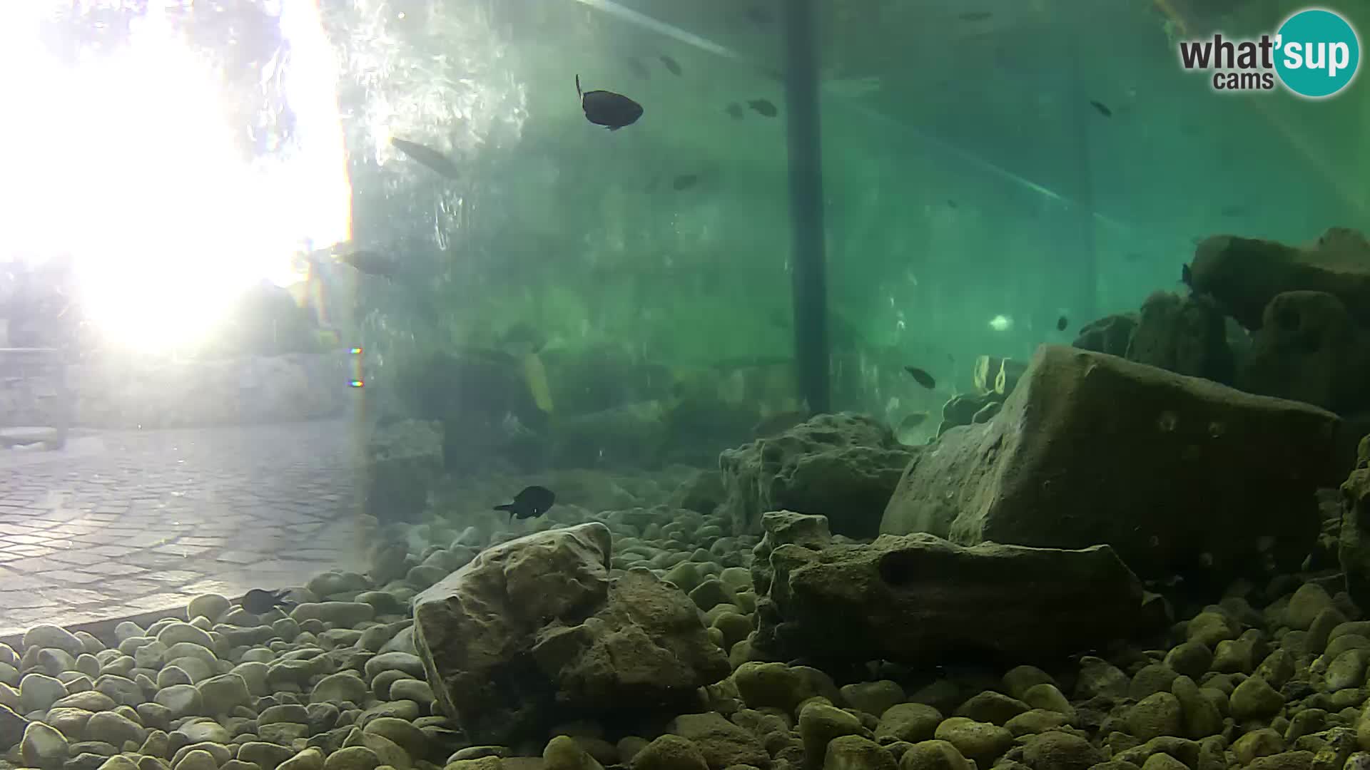 Outdoor Marine Aquarium Rogoznica webcam Croatia