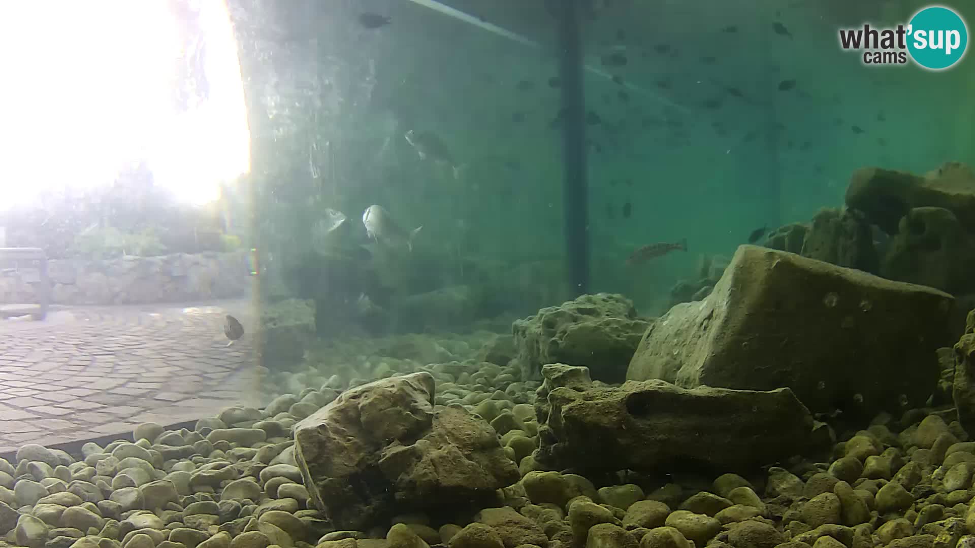 Outdoor Marine Aquarium Rogoznica webcam Croatia