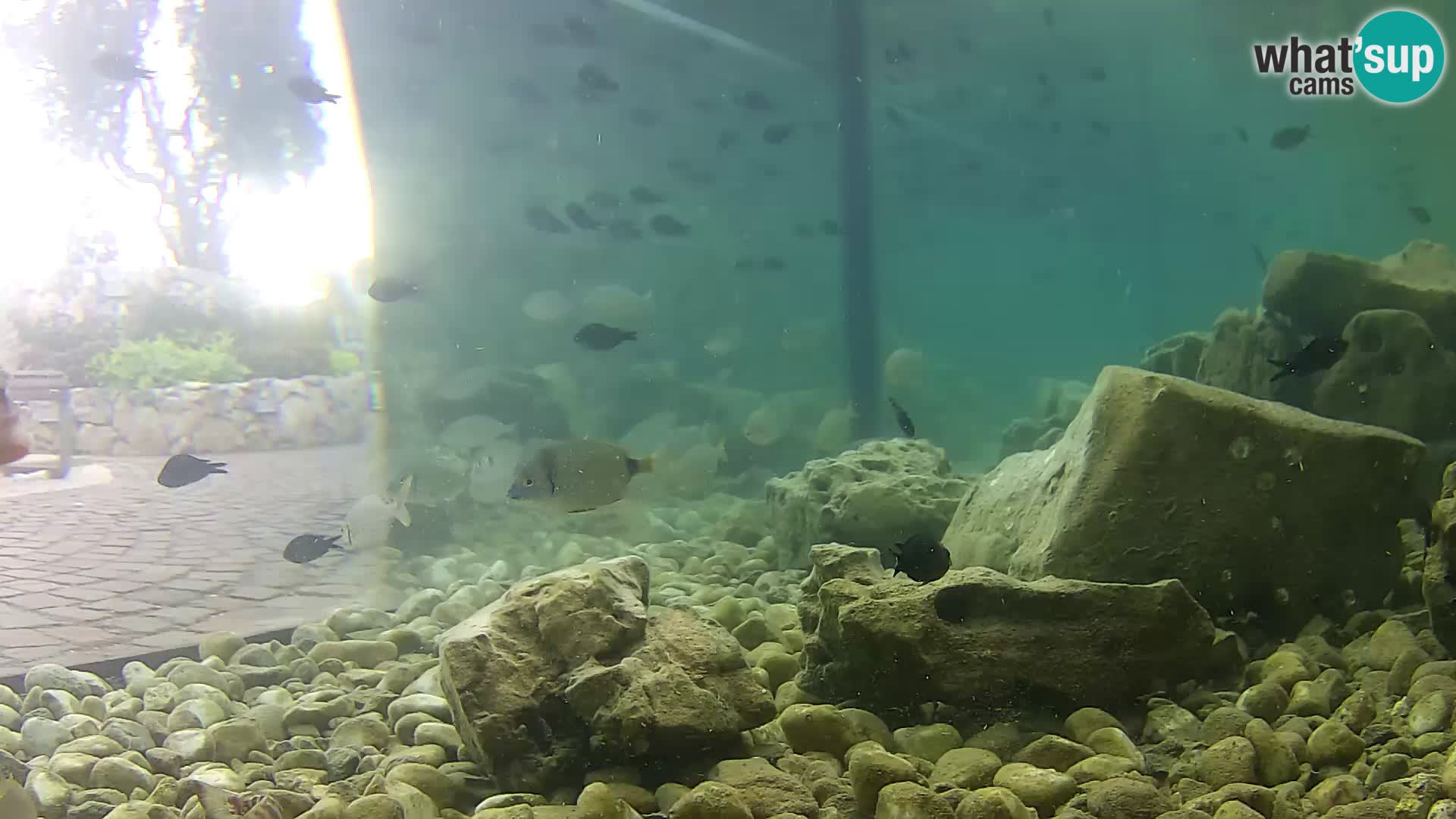 Outdoor Marine Aquarium Rogoznica webcam Croatia