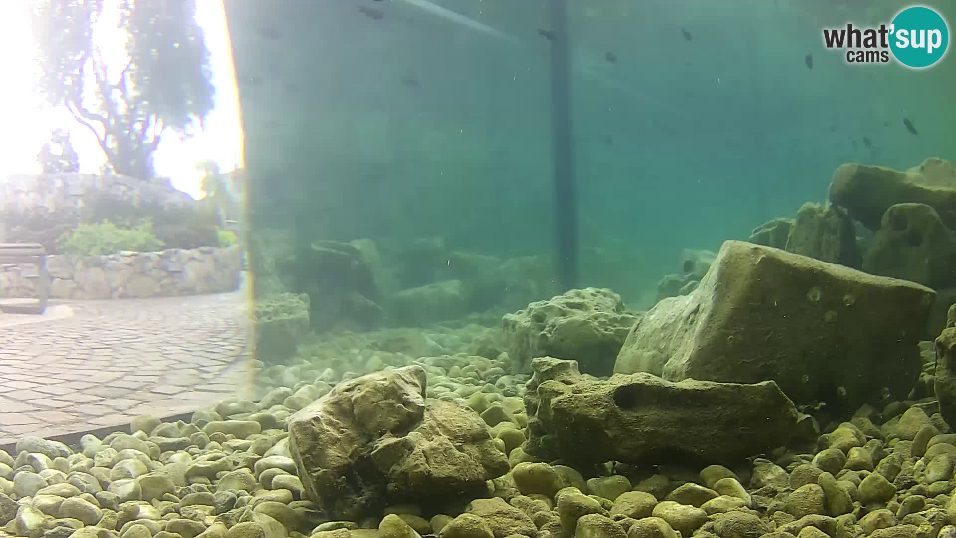 Outdoor Marine Aquarium Rogoznica webcam Croatia