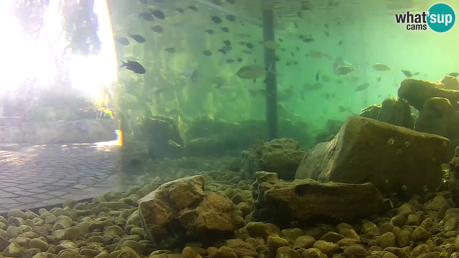 Aquario marino esterno –  Rogoznica livecam Croazia