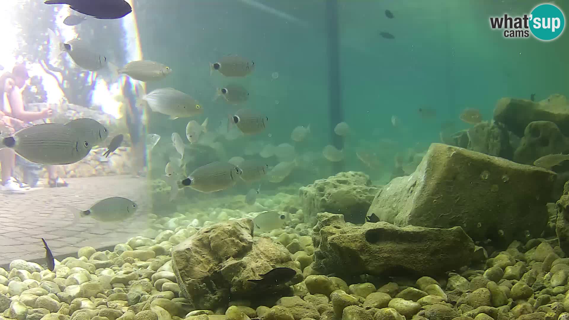 Outdoor Marine Aquarium Rogoznica webcam Croatia