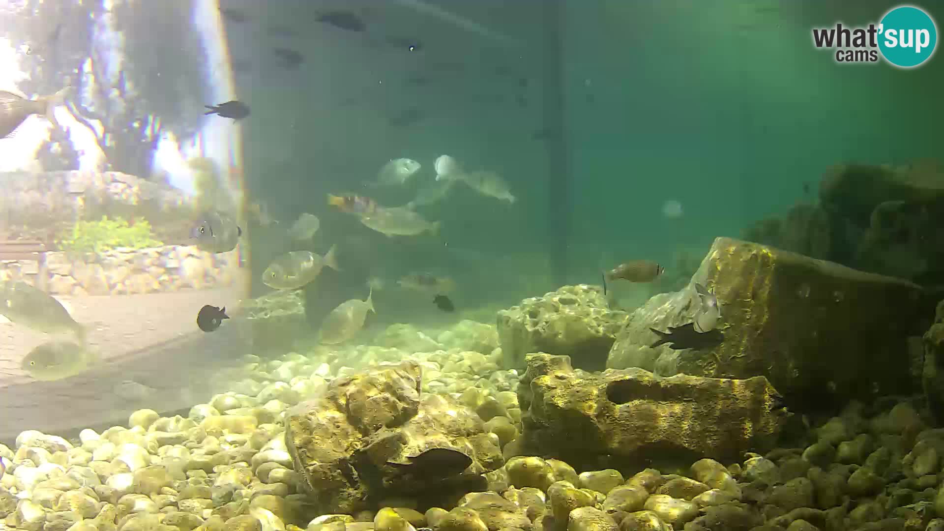 Outdoor Marine Aquarium Rogoznica webcam Croatia