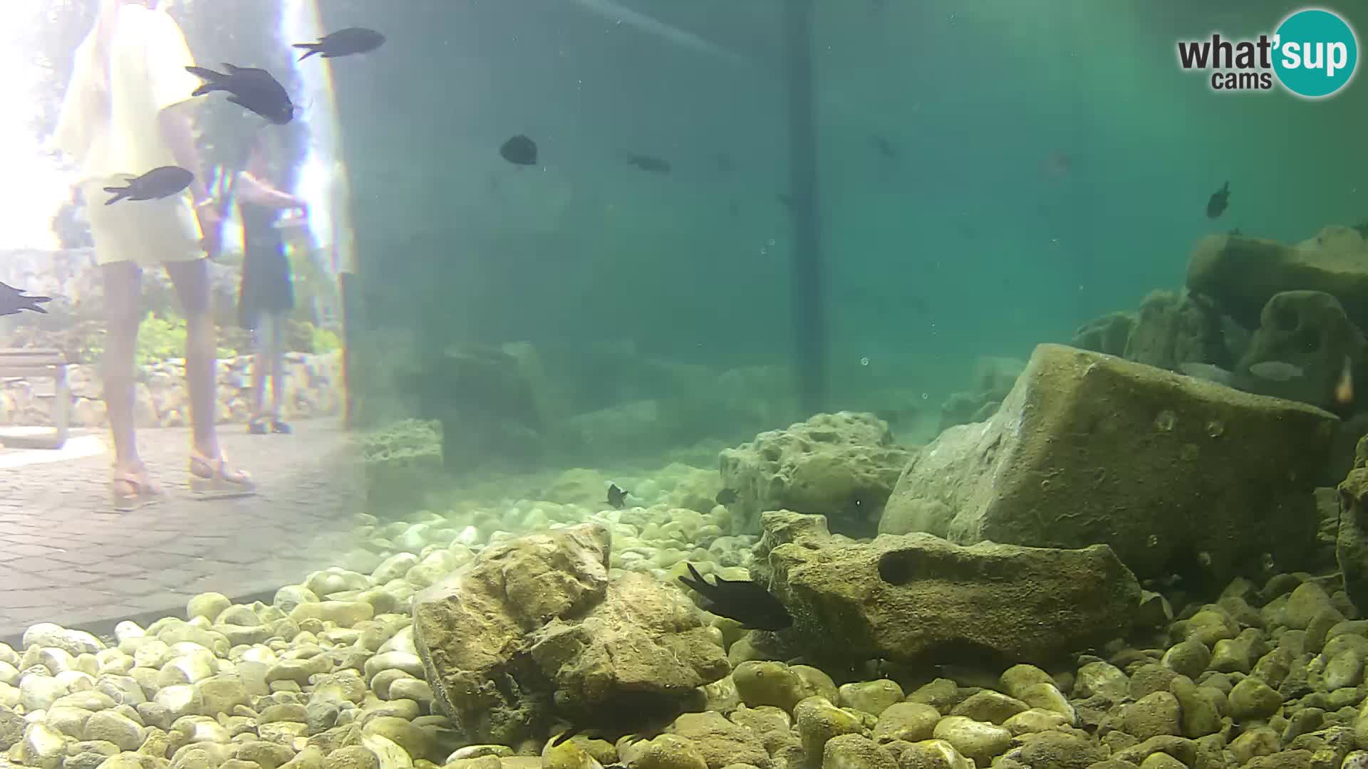 Outdoor Marine Aquarium Rogoznica webcam Croatia