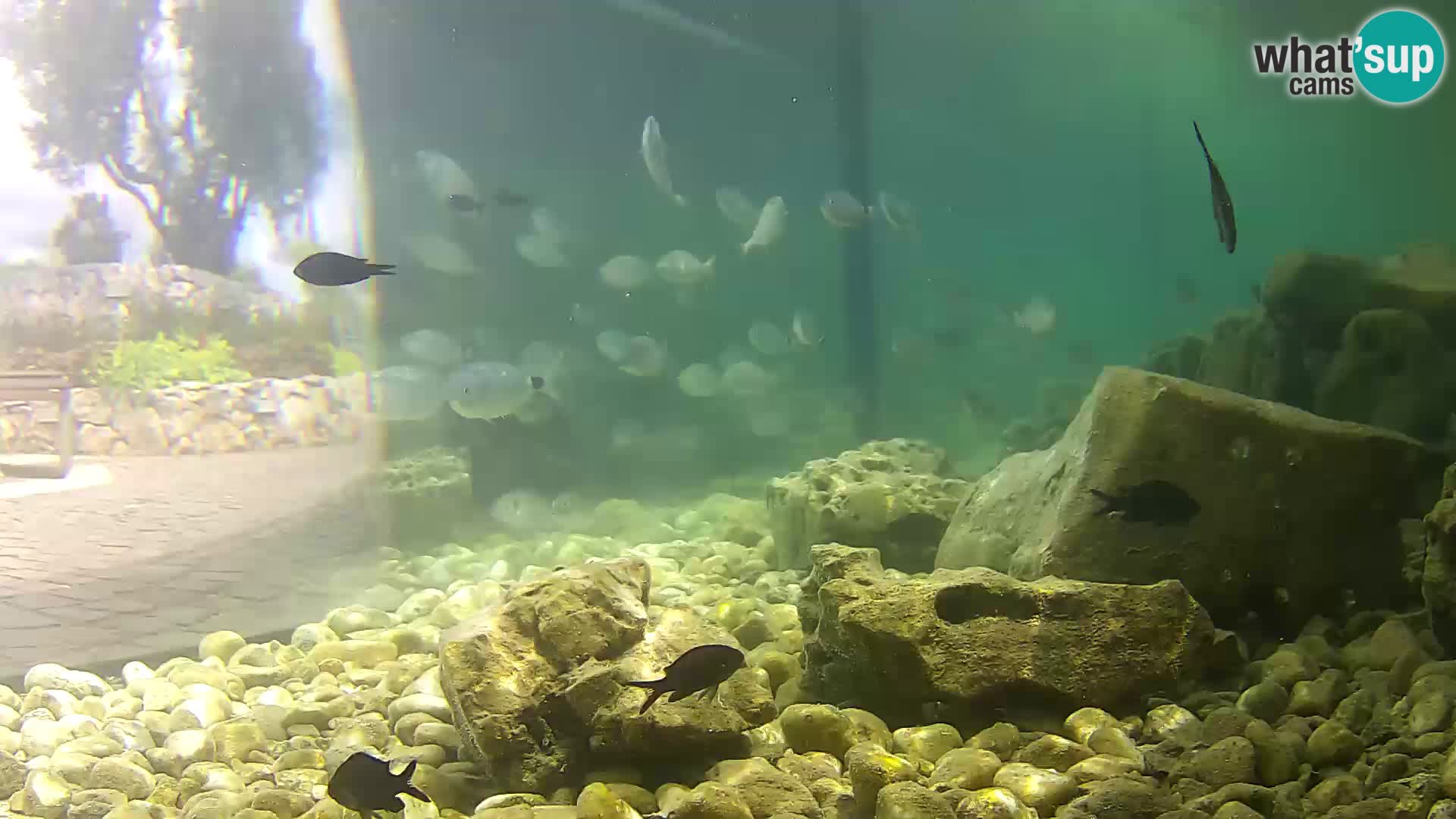 Aquario marino esterno –  Rogoznica livecam Croazia