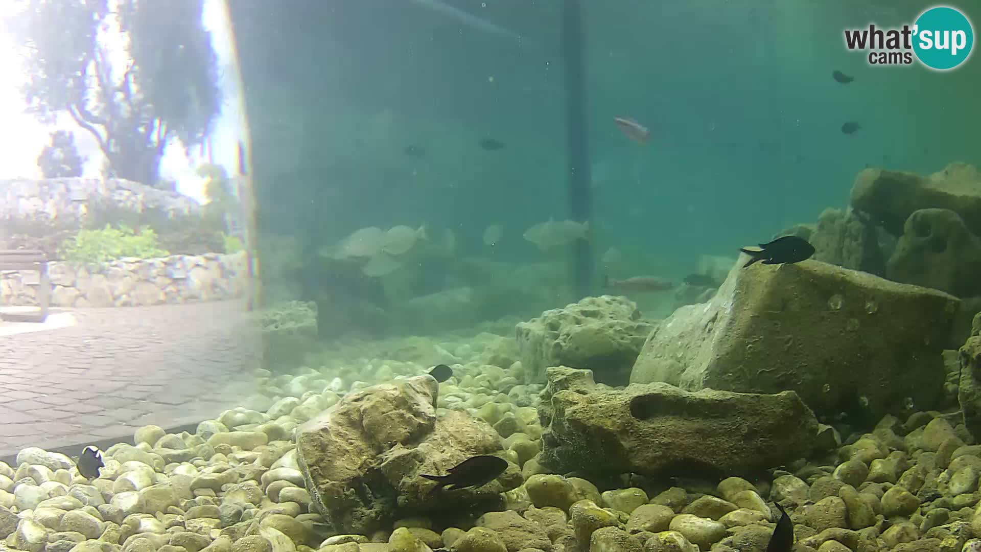 Outdoor Marine Aquarium Rogoznica webcam Croatia