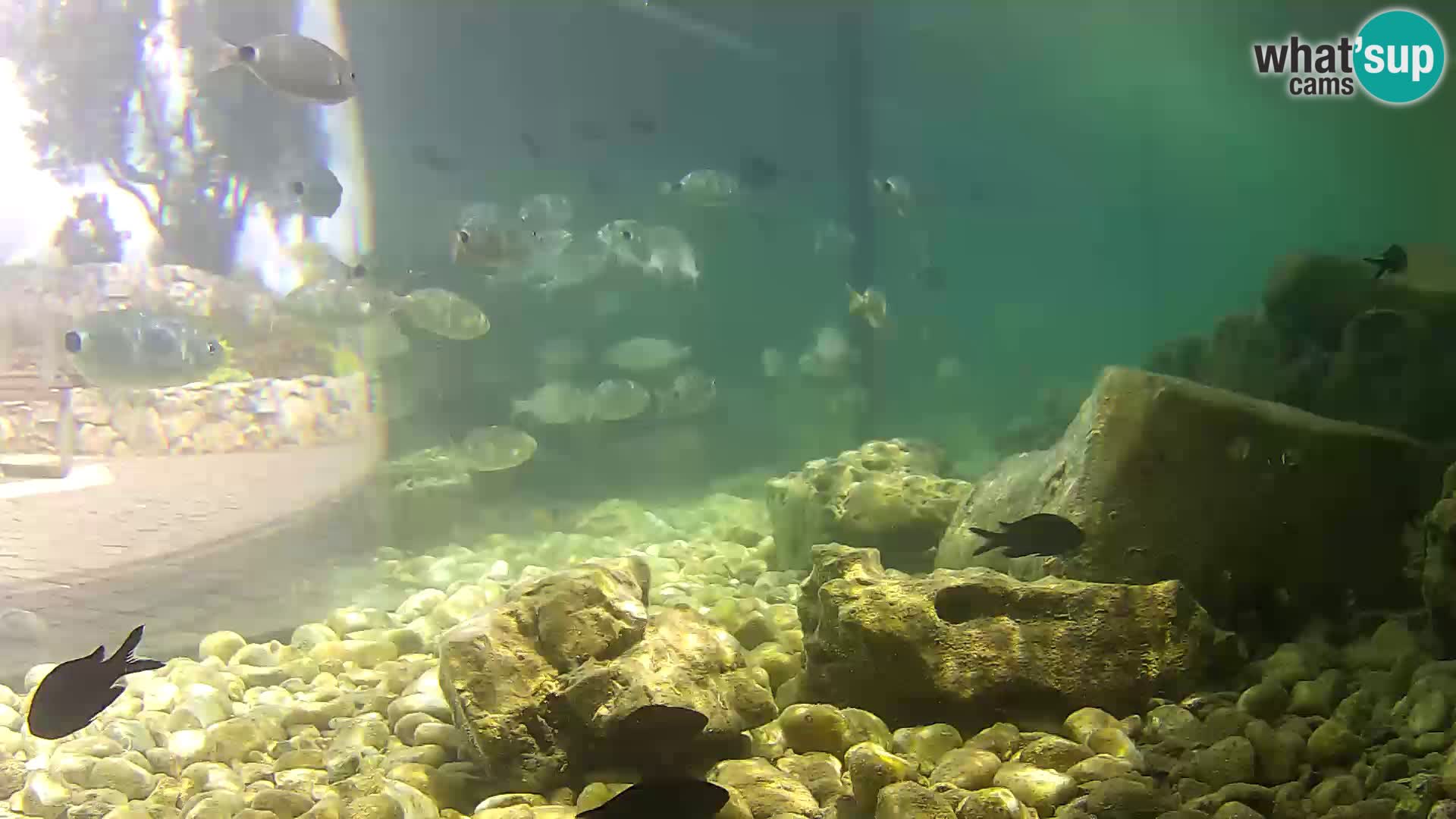 Aquario marino esterno –  Rogoznica livecam Croazia
