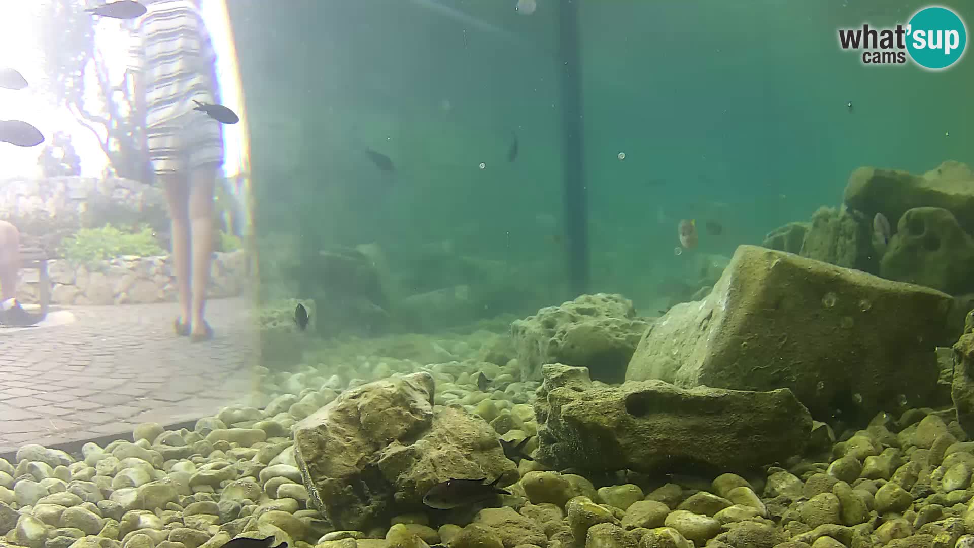 Outdoor Marine Aquarium Rogoznica webcam Croatia