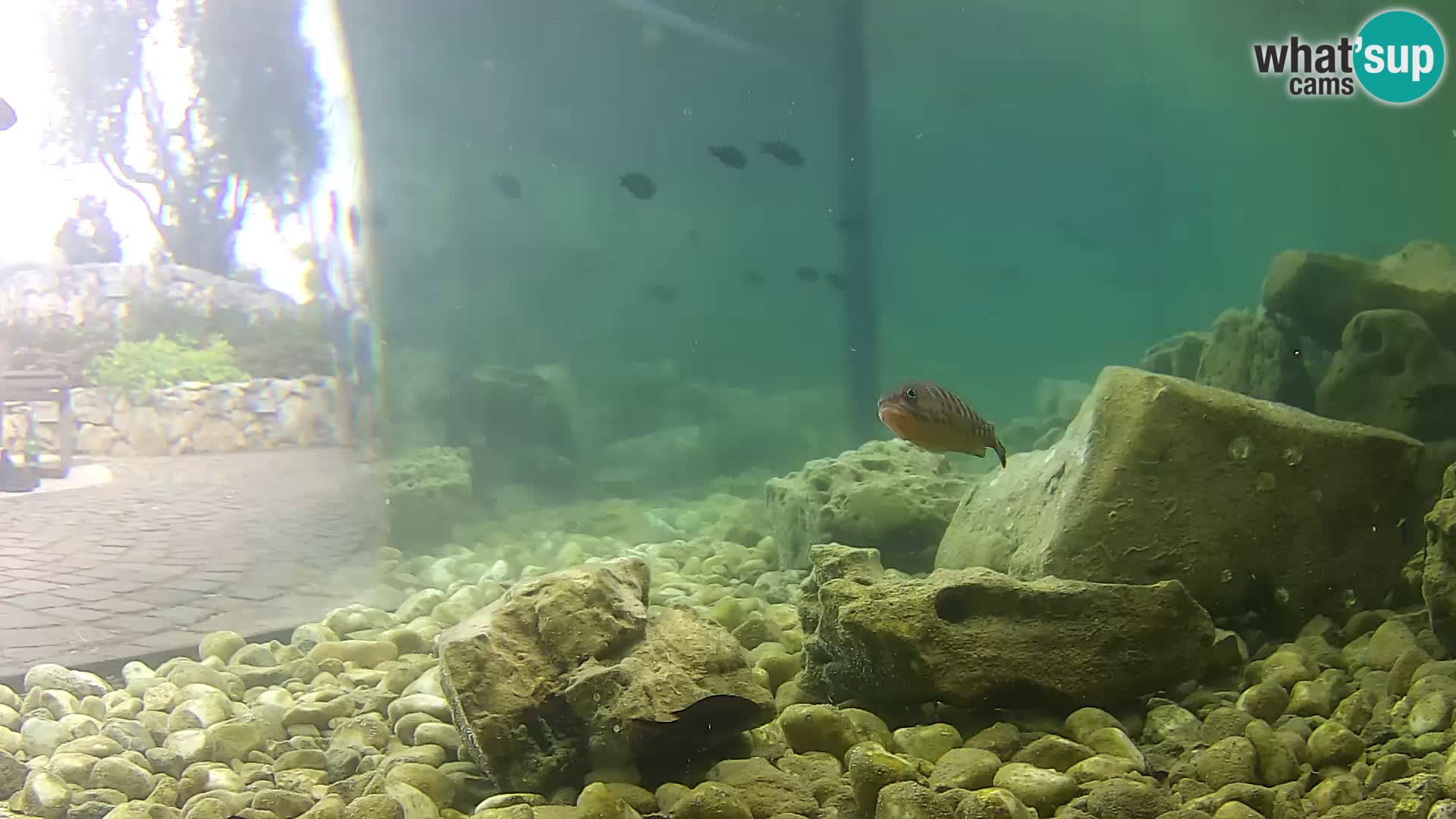 Aquario marino esterno –  Rogoznica livecam Croazia