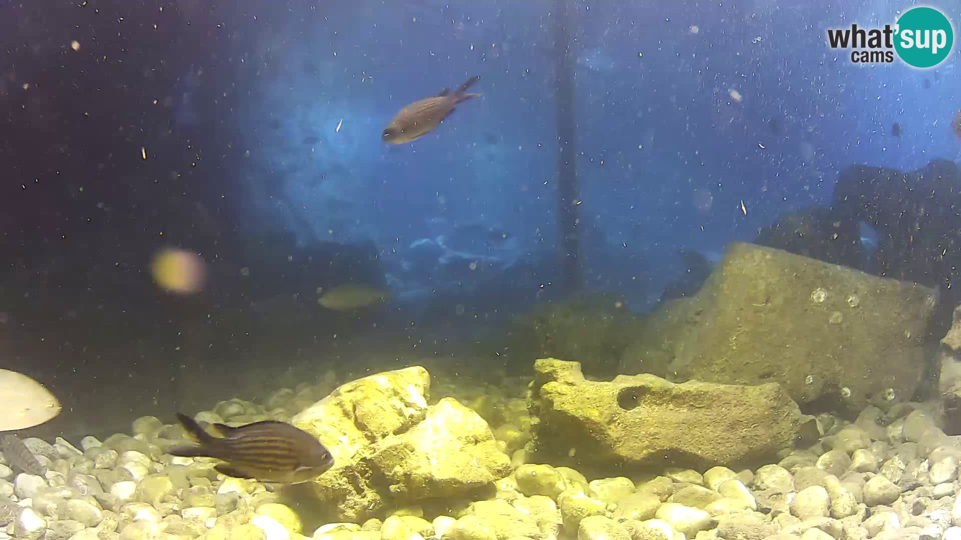Aquario marino esterno –  Rogoznica livecam Croazia