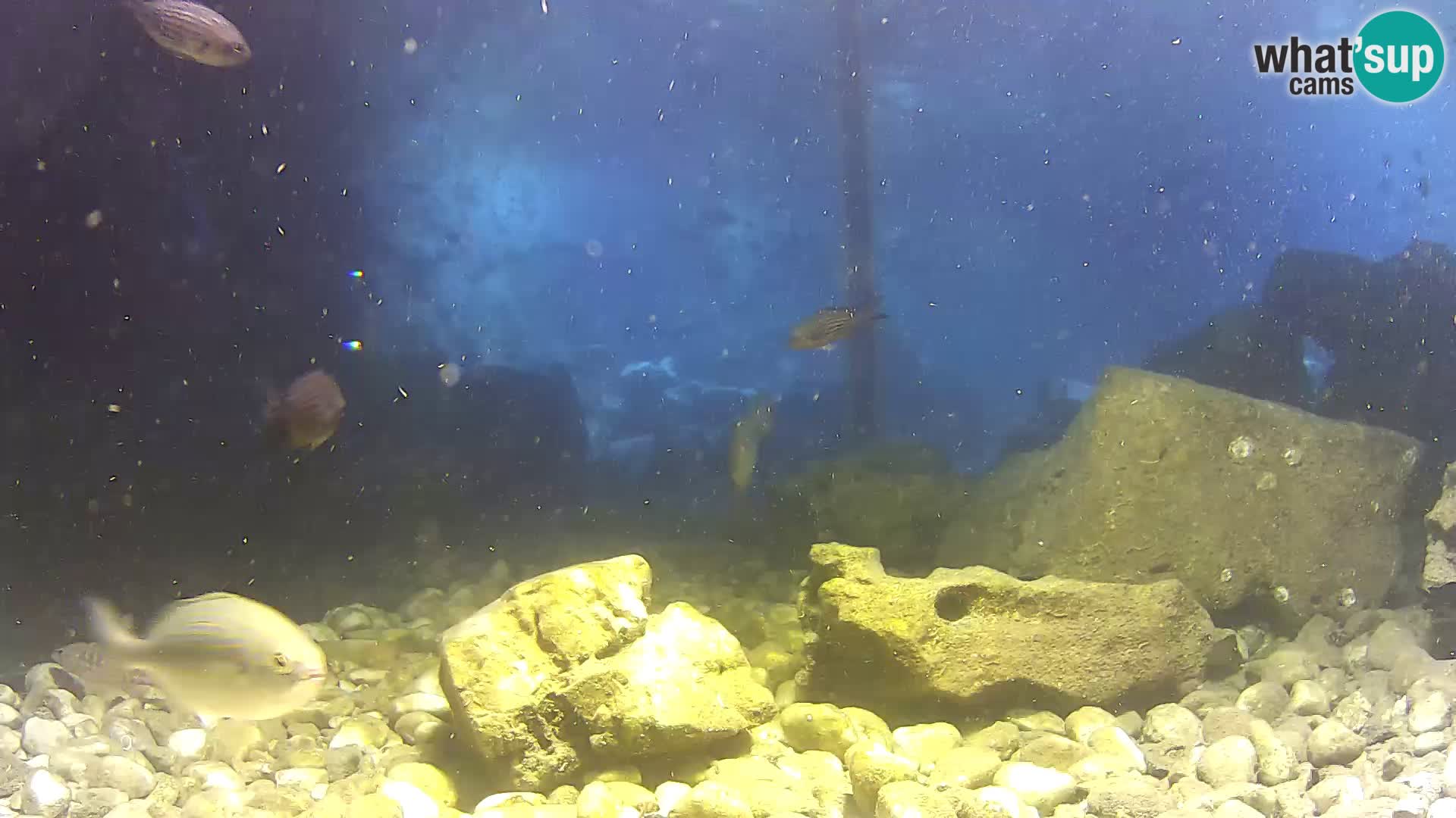 Aquario marino esterno –  Rogoznica livecam Croazia