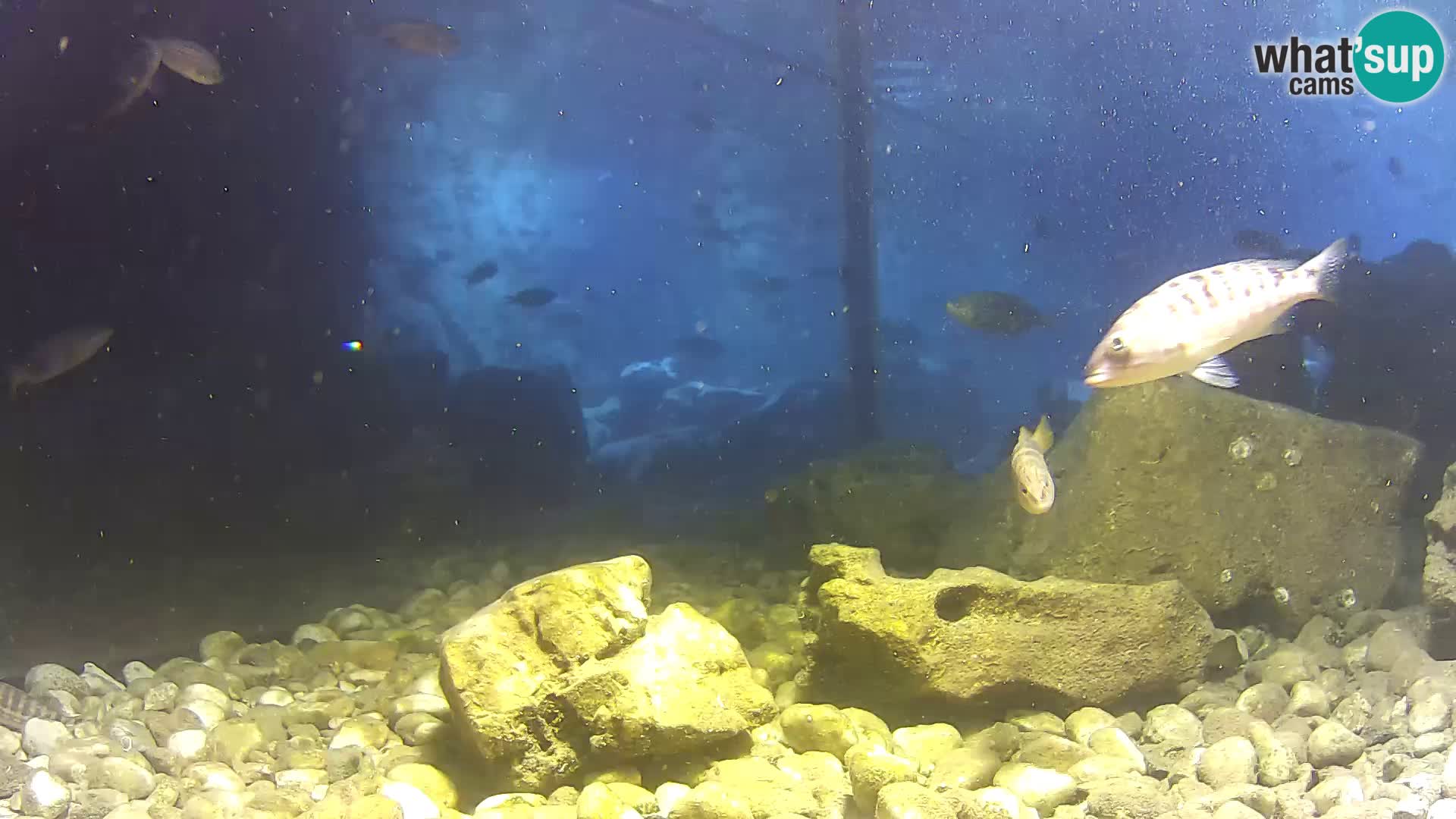 Aquario marino esterno –  Rogoznica livecam Croazia