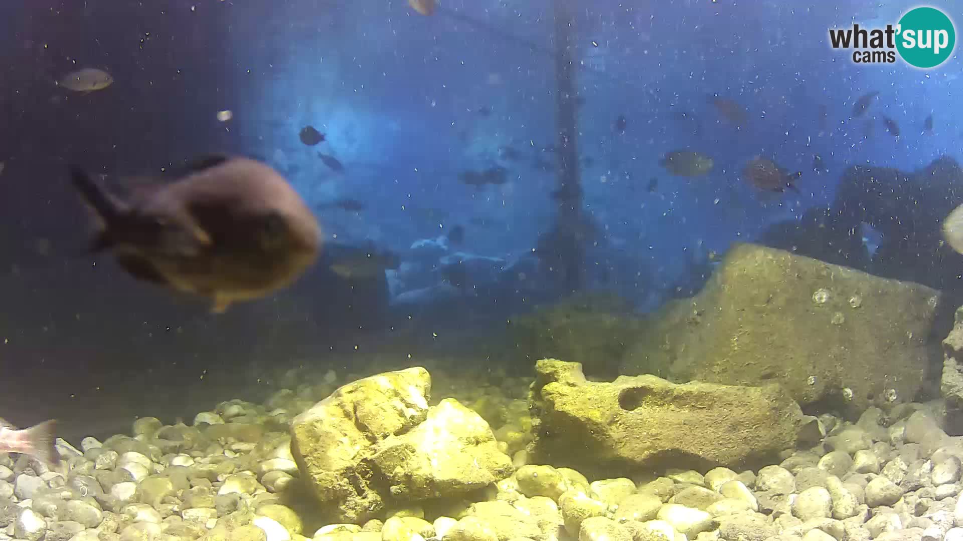 Aquario marino esterno –  Rogoznica livecam Croazia