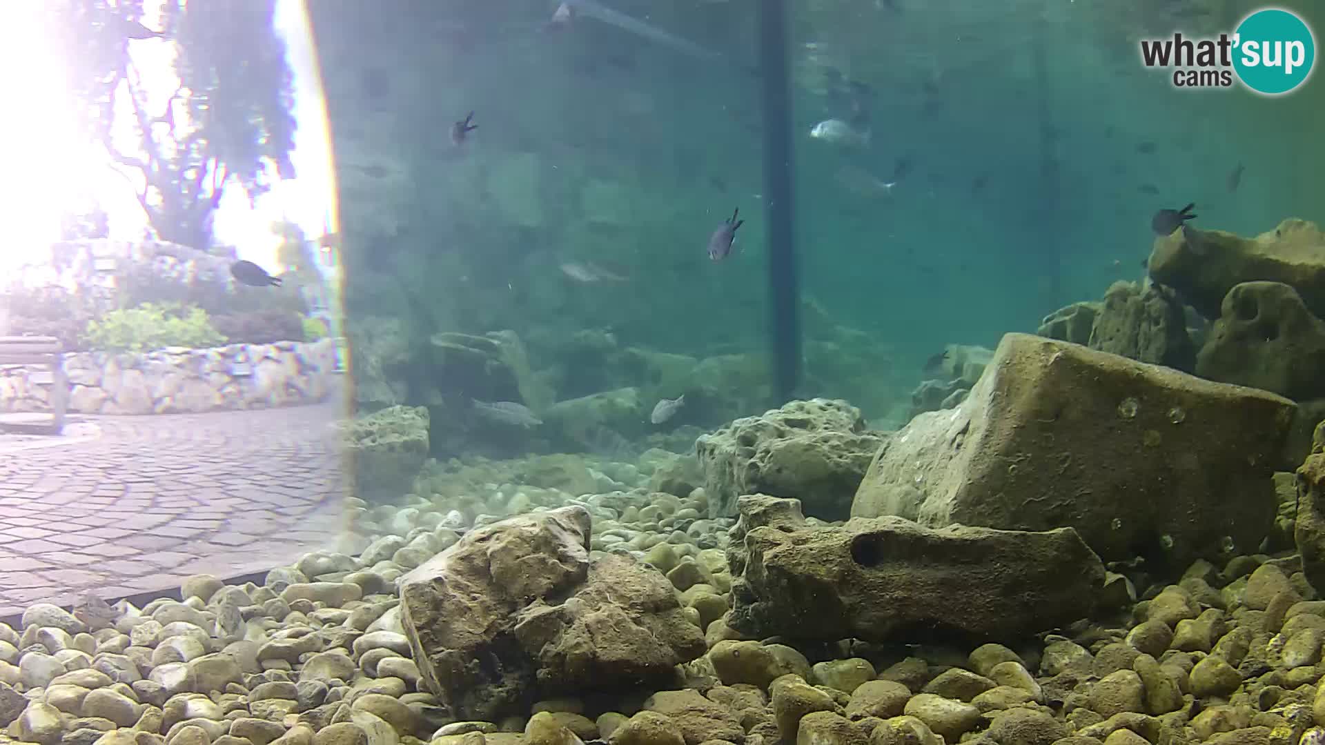 Aquario marino esterno –  Rogoznica livecam Croazia