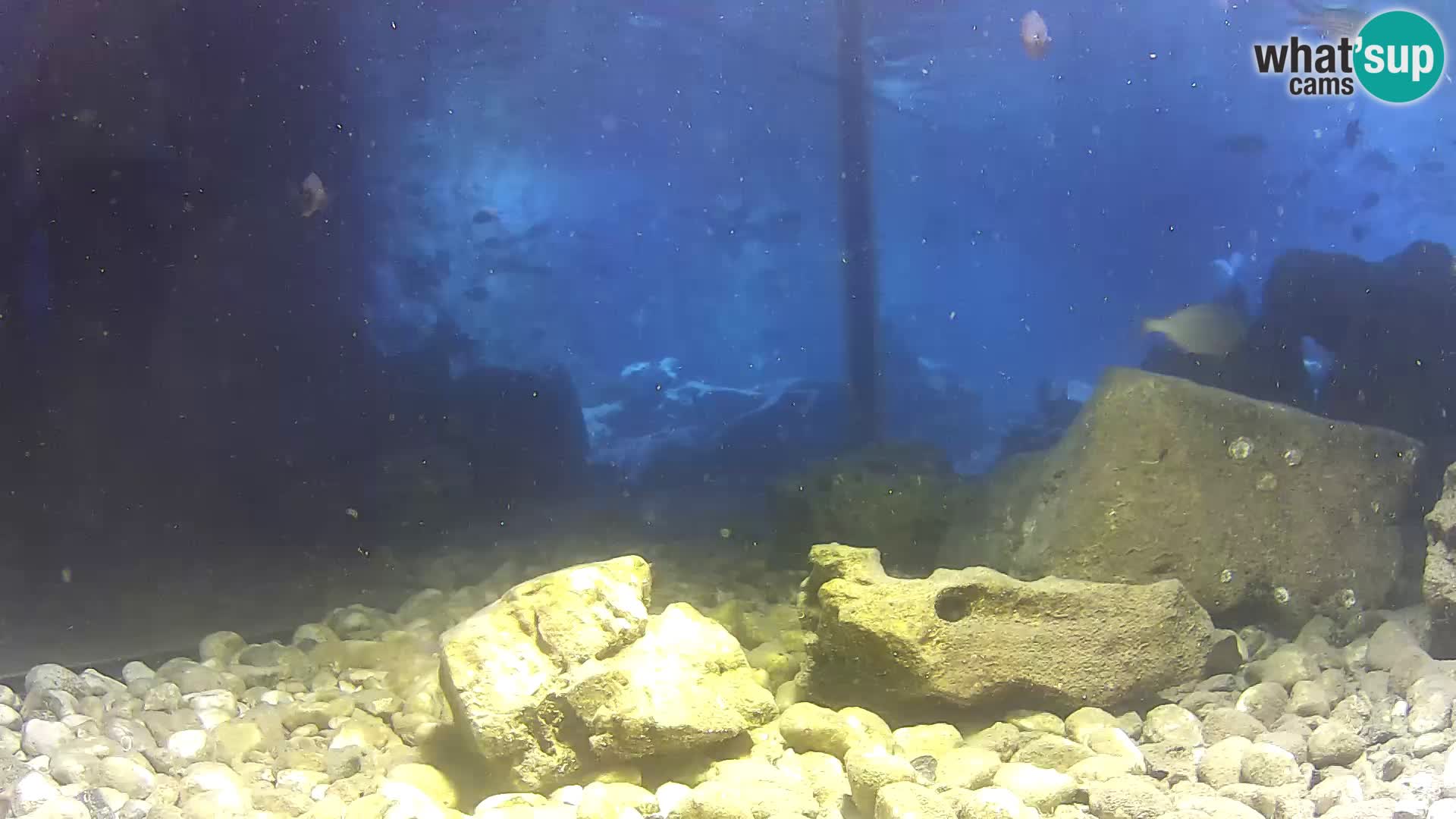 Zunanji morski akvarij Rogoznica spletna kamera Hrvaška