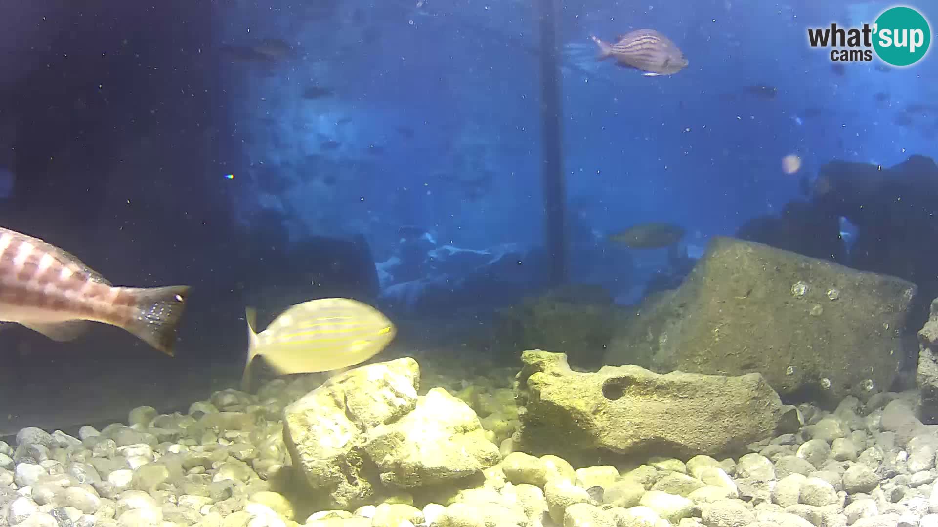 Webcam de l’aquarium marin extérieur de Rogoznica Croatie