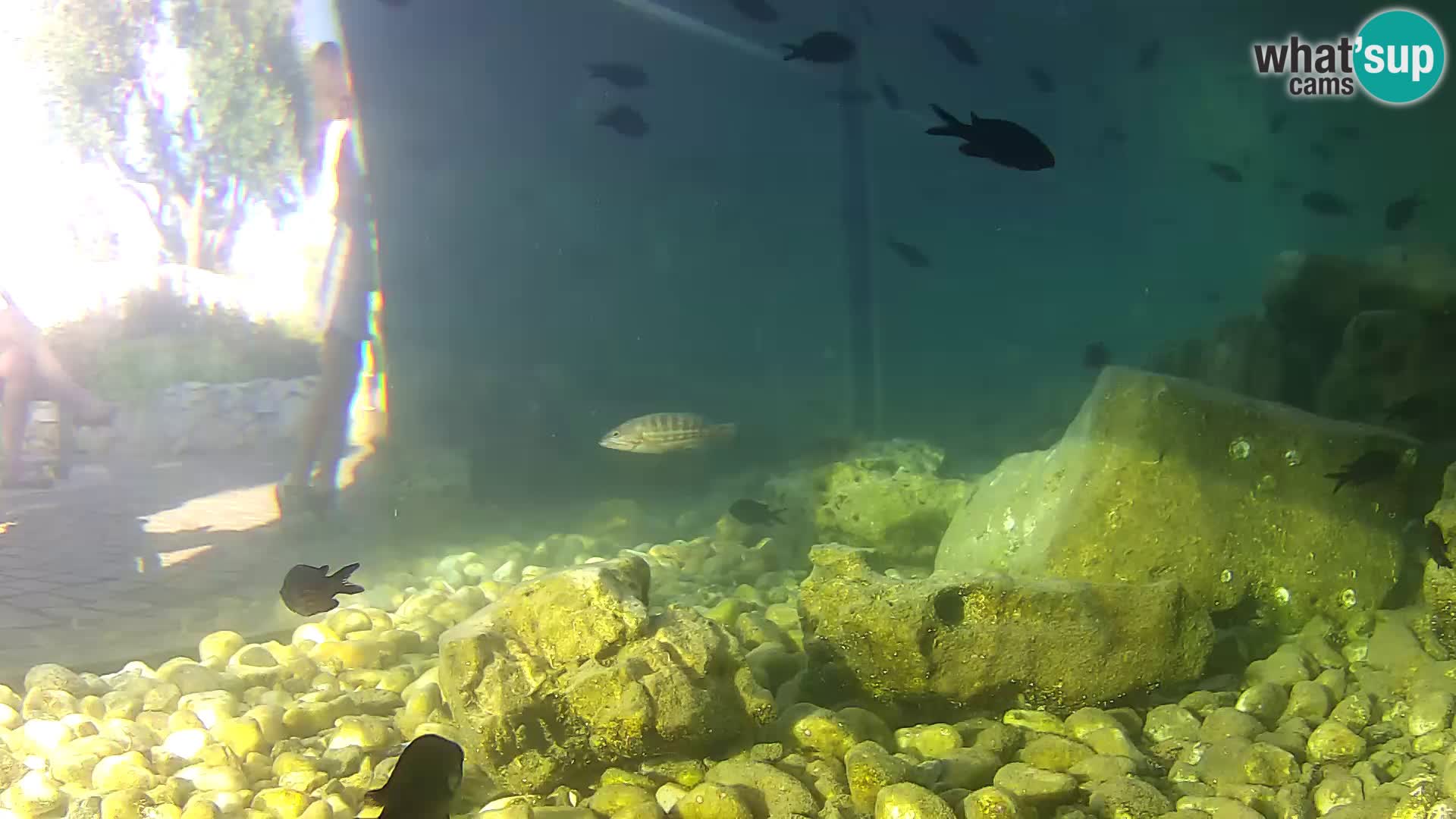 Zunanji morski akvarij Rogoznica spletna kamera Hrvaška