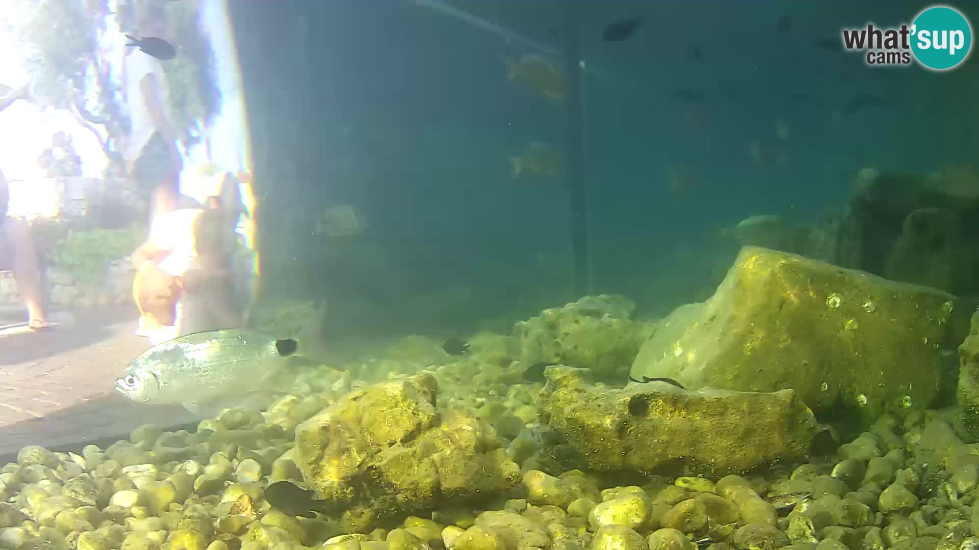 Outdoor Marine Aquarium Rogoznica webcam Croatia