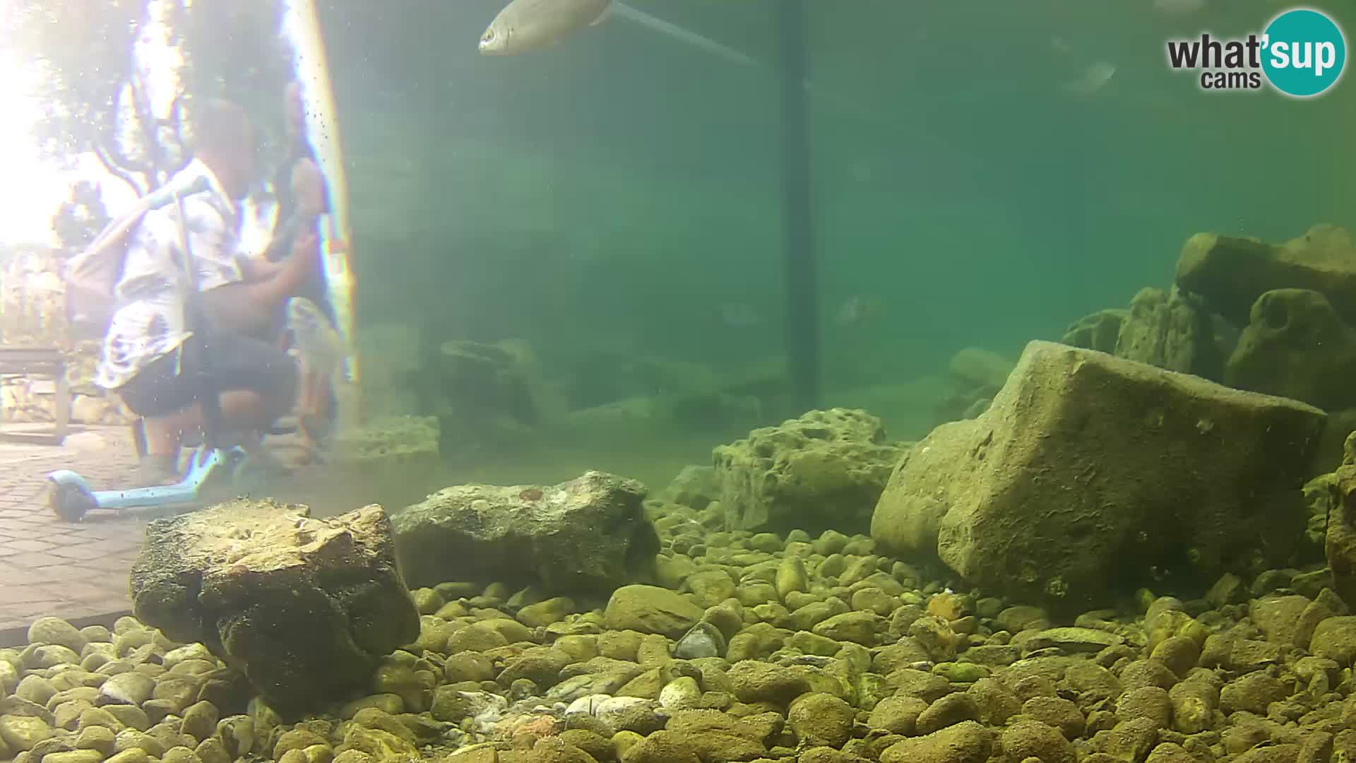 Marine Aquarium im Freien Rogoznica webcam Kroatien