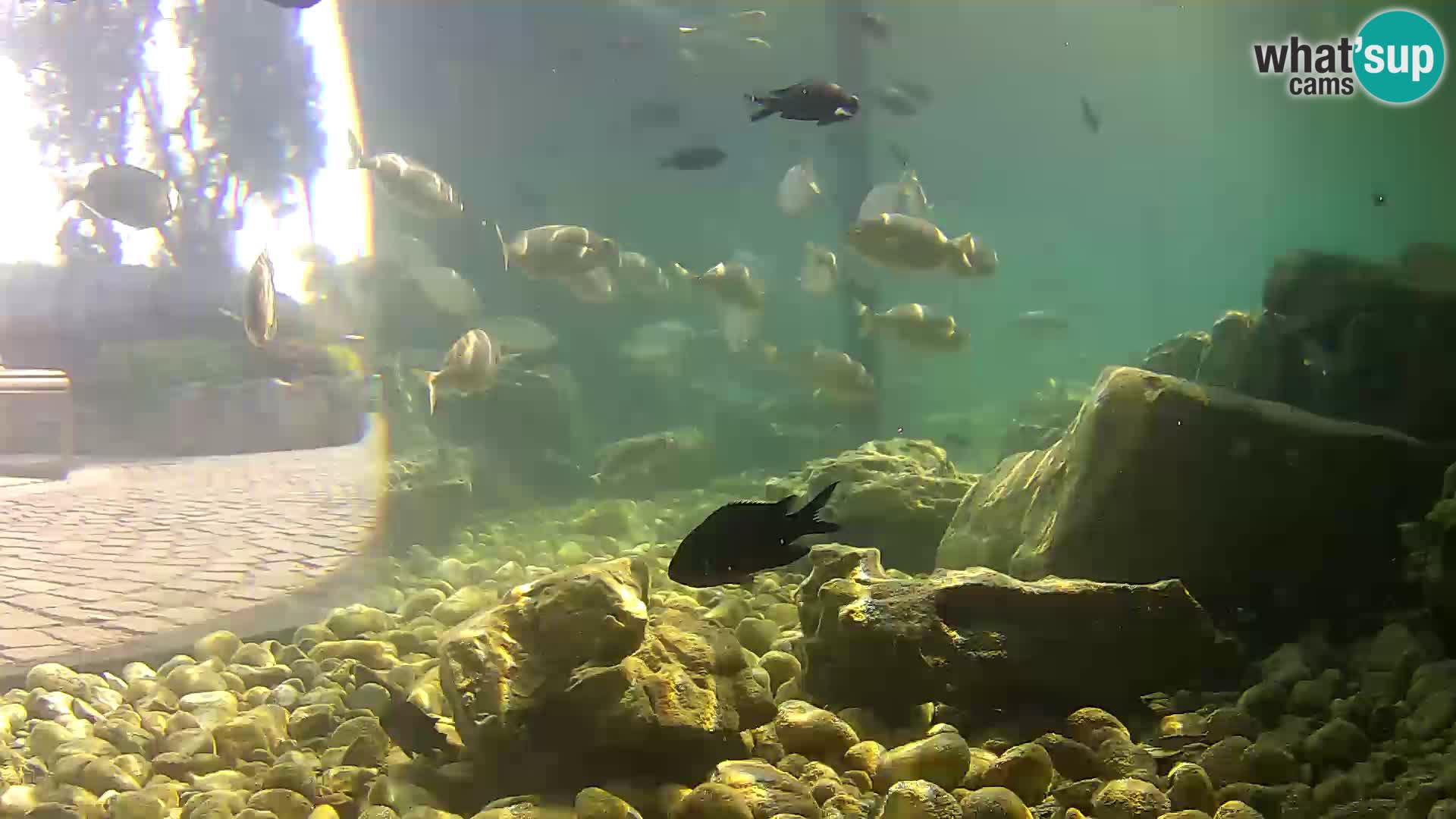 Marine Aquarium im Freien Rogoznica webcam Kroatien