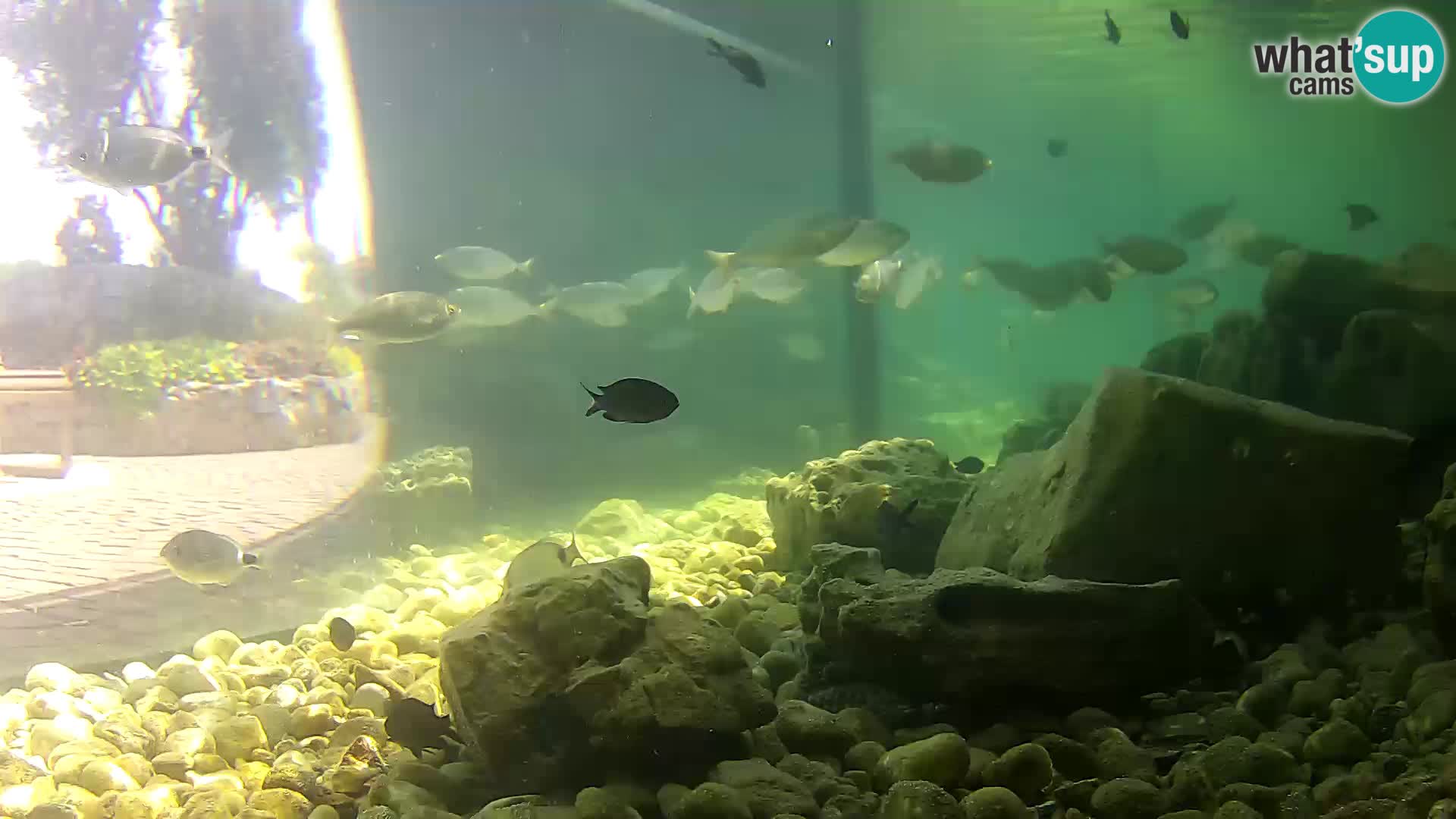Outdoor Marine Aquarium Rogoznica webcam Croatia