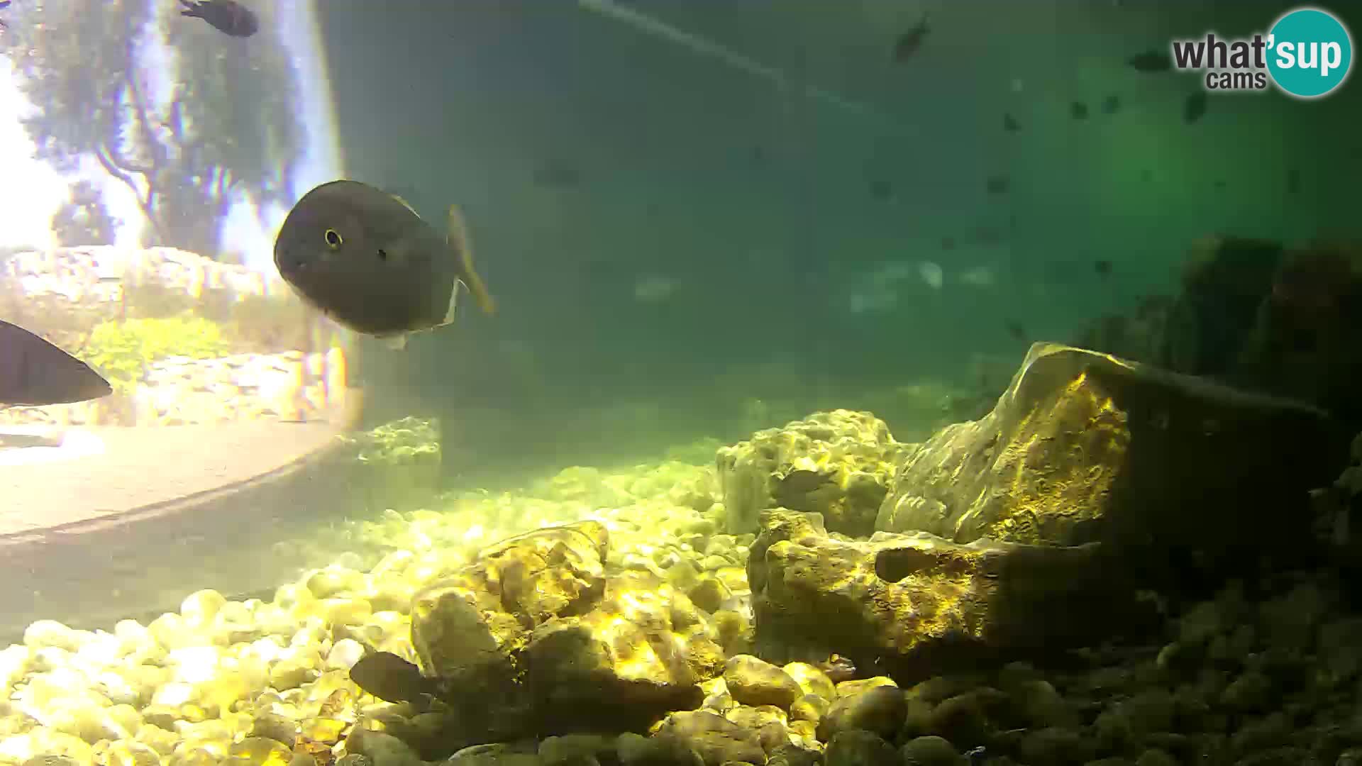 Aquario marino esterno –  Rogoznica livecam Croazia