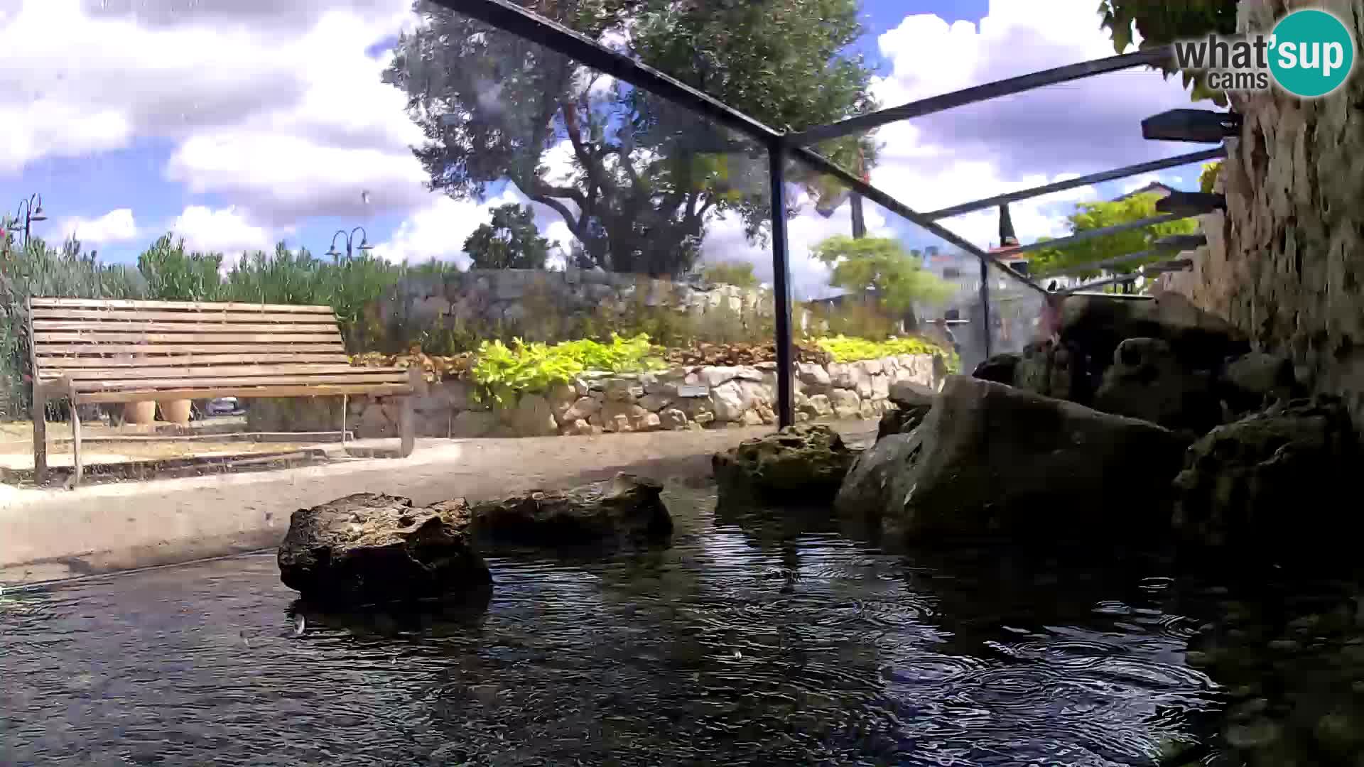 Aquario marino esterno –  Rogoznica livecam Croazia