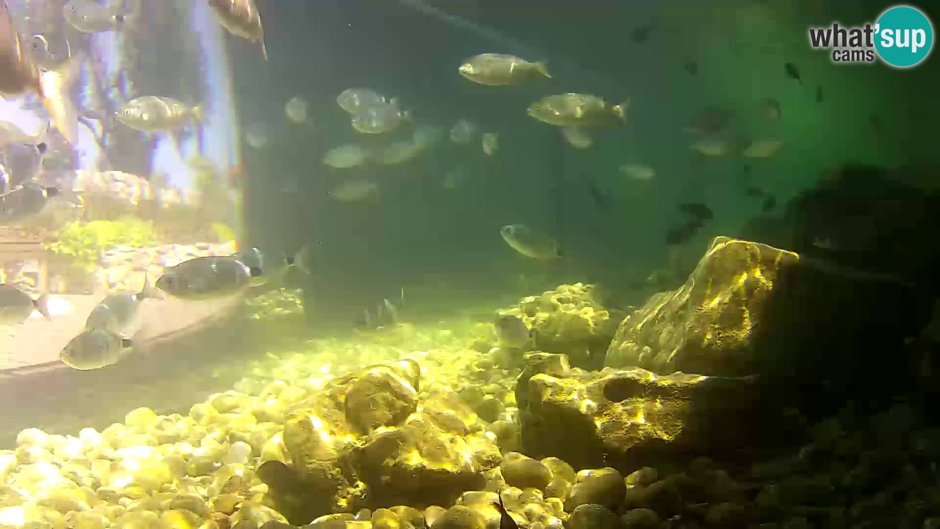 Outdoor Marine Aquarium Rogoznica webcam Croatia