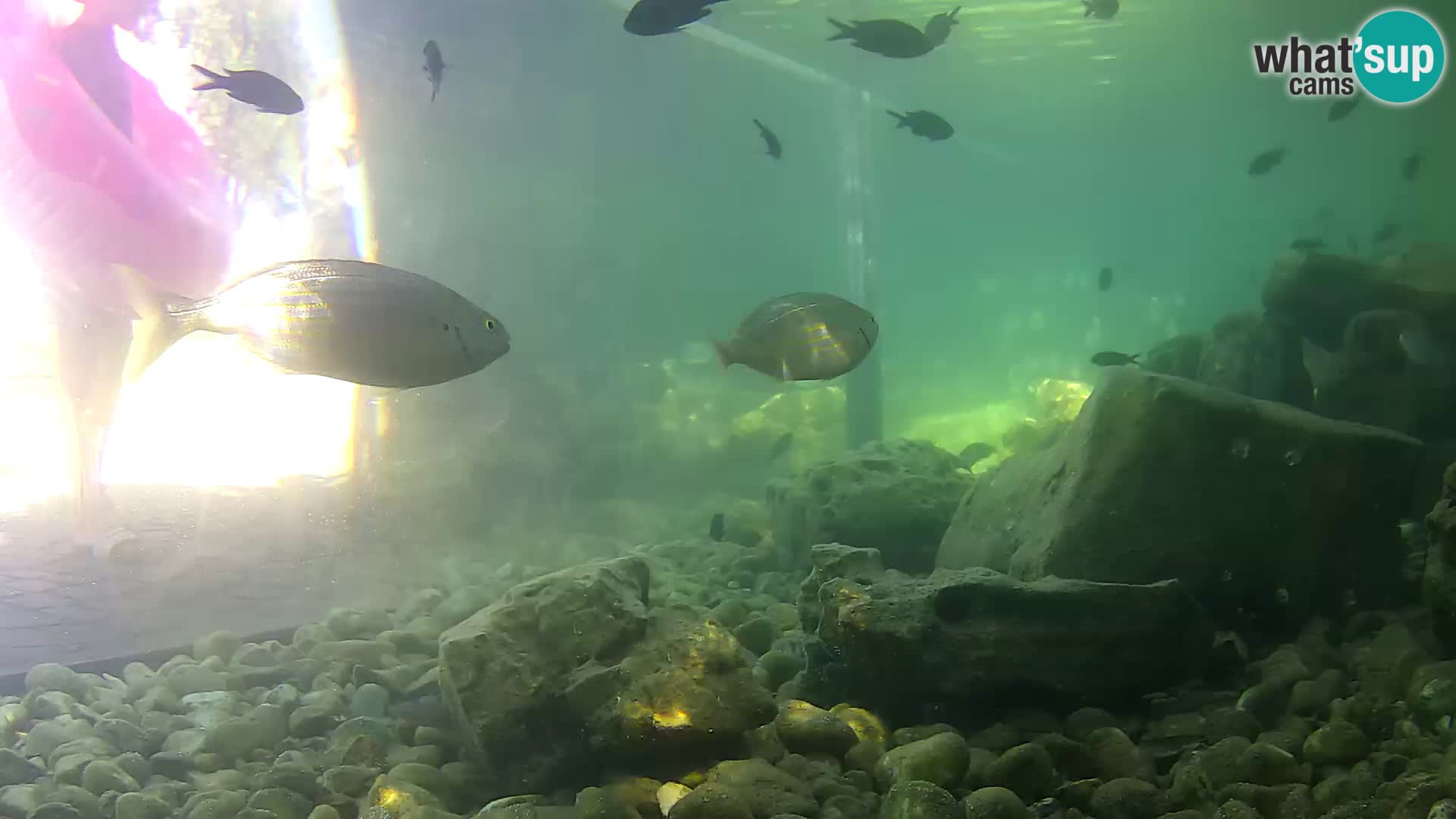 Outdoor Marine Aquarium Rogoznica webcam Croatia