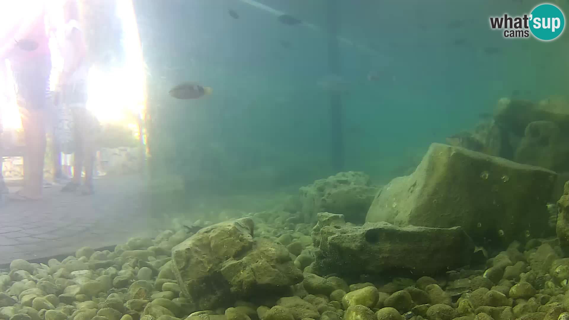 Outdoor Marine Aquarium Rogoznica webcam Croatia