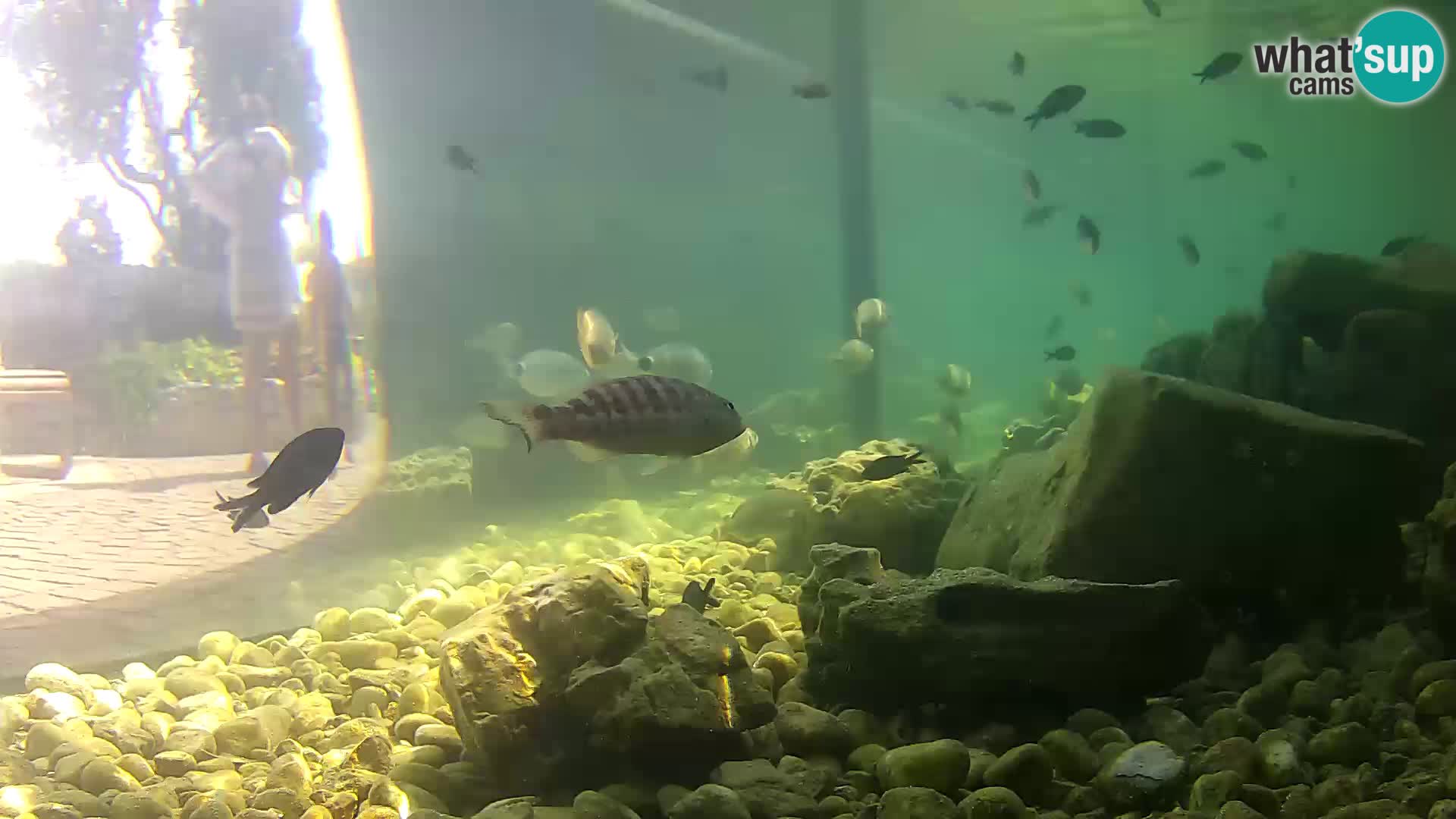 Aquario marino esterno –  Rogoznica livecam Croazia