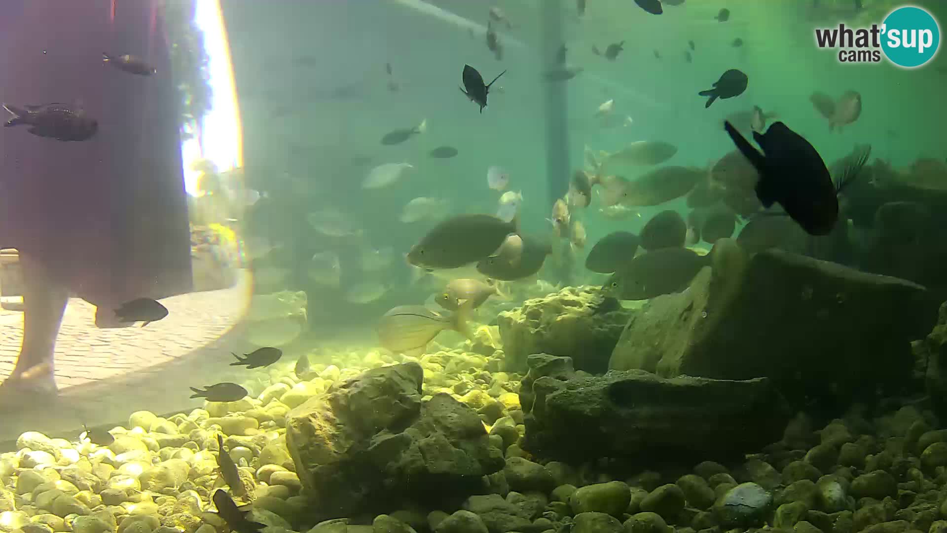 Marine Aquarium im Freien Rogoznica webcam Kroatien