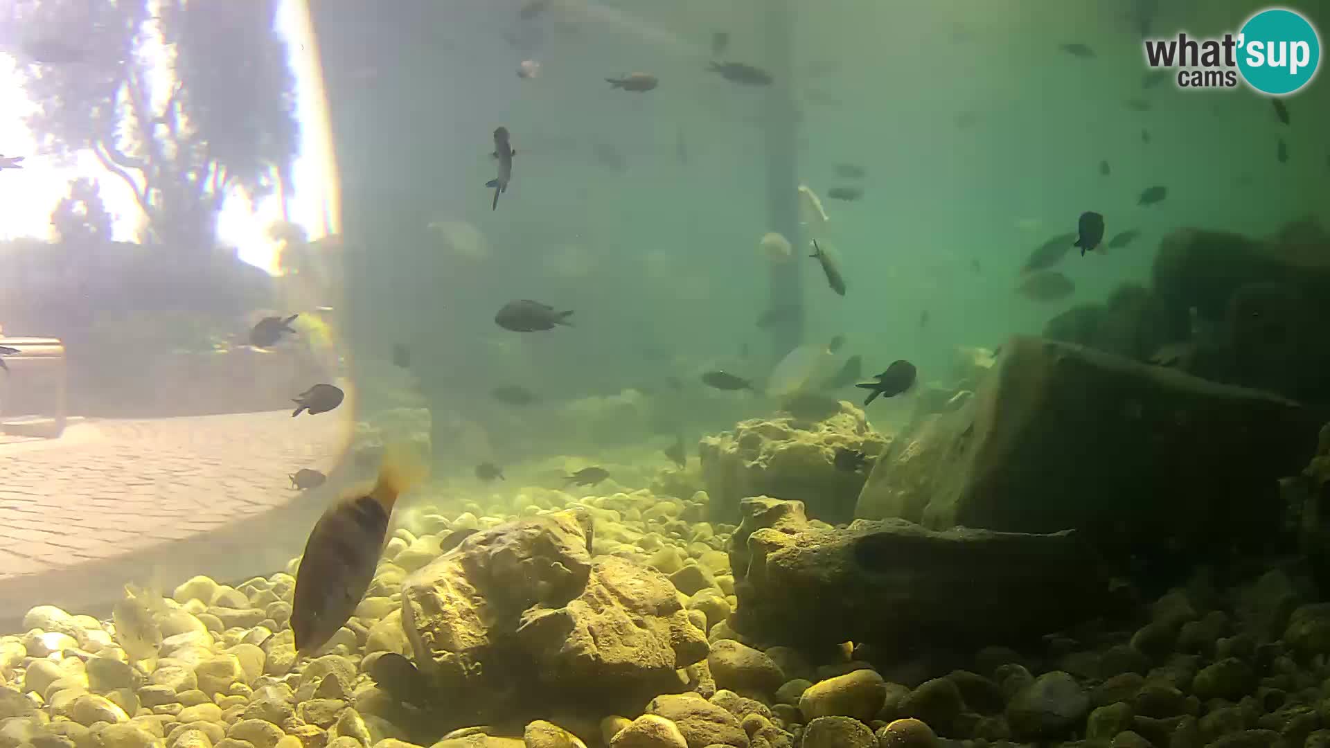 Aquario marino esterno –  Rogoznica livecam Croazia