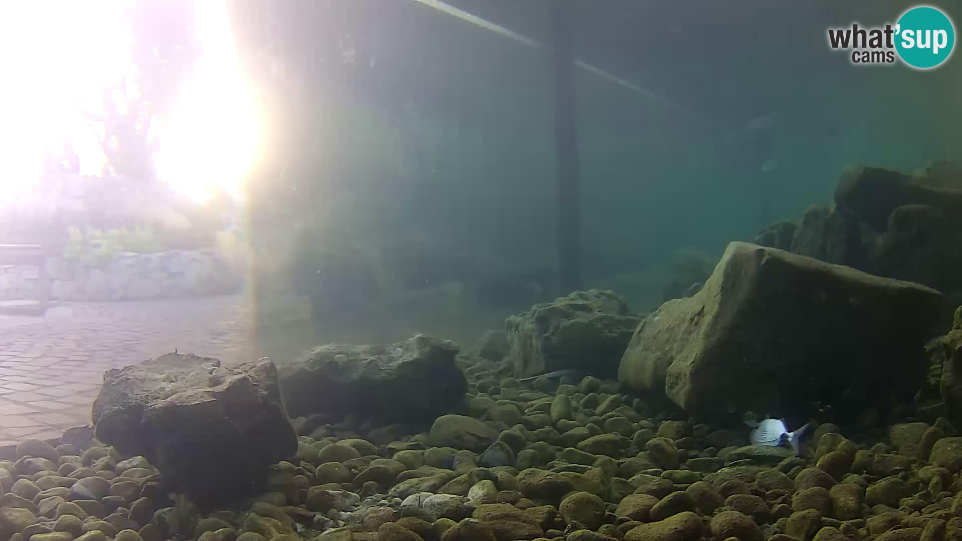 Zunanji morski akvarij Rogoznica spletna kamera Hrvaška