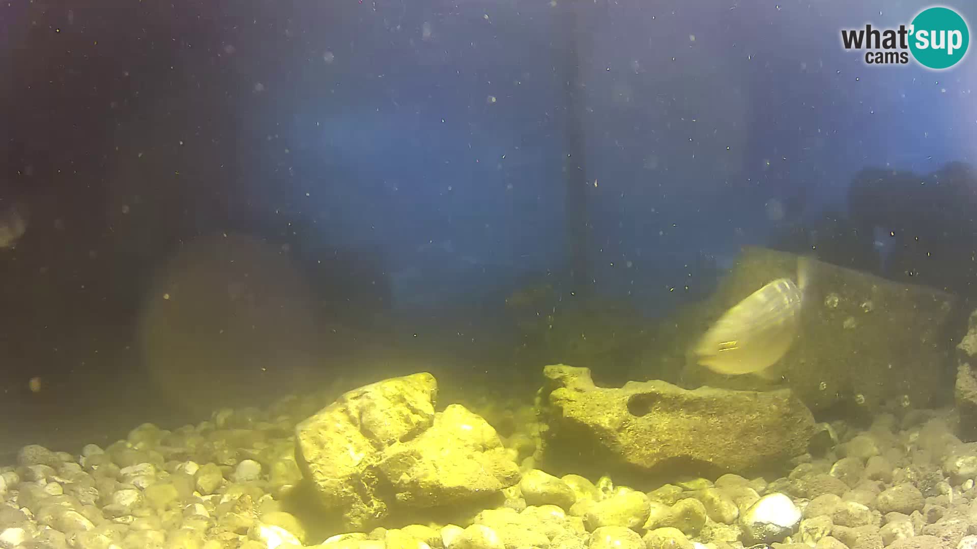 Zunanji morski akvarij Rogoznica spletna kamera Hrvaška