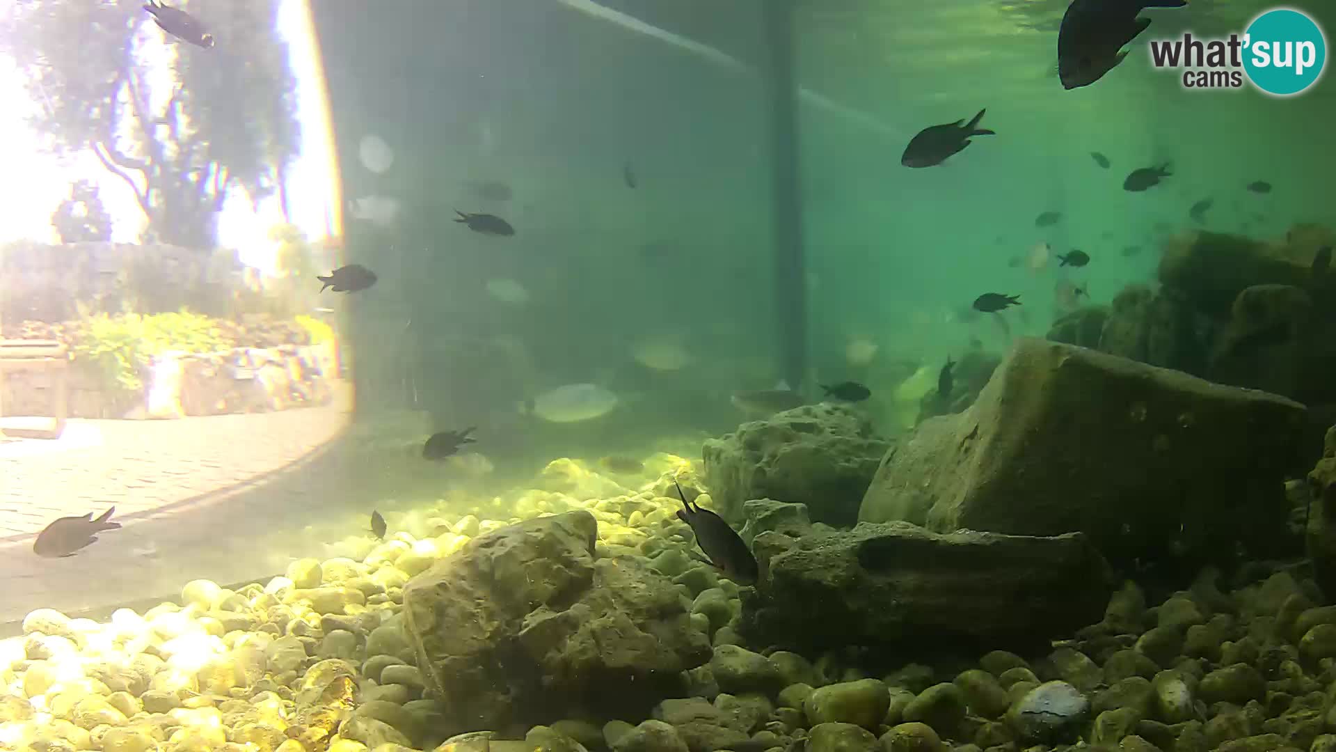 Aquario marino esterno –  Rogoznica livecam Croazia