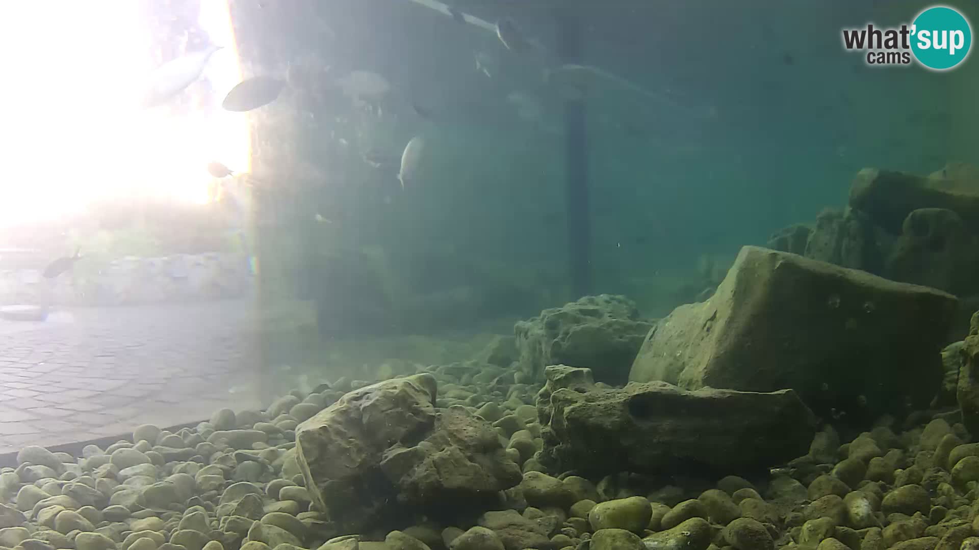 Webcam de l’aquarium marin extérieur de Rogoznica Croatie