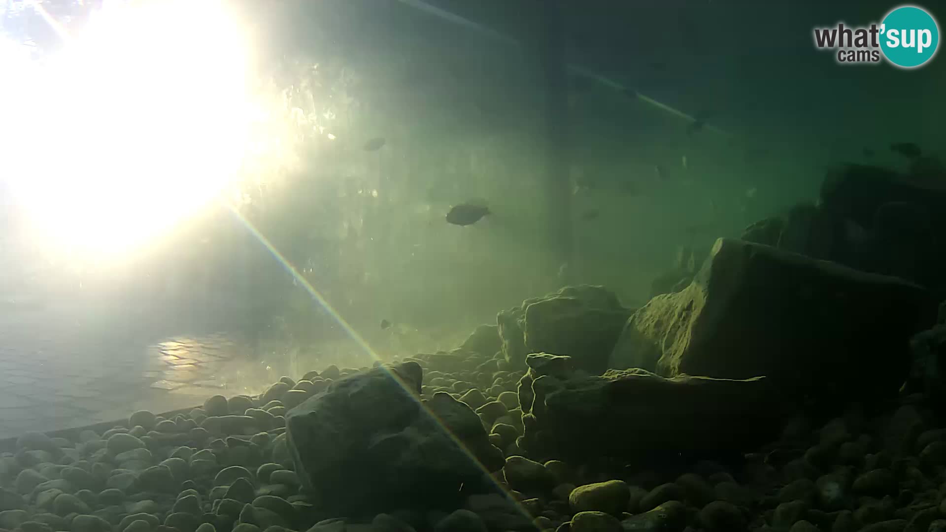 Webcam de l’aquarium marin extérieur de Rogoznica Croatie