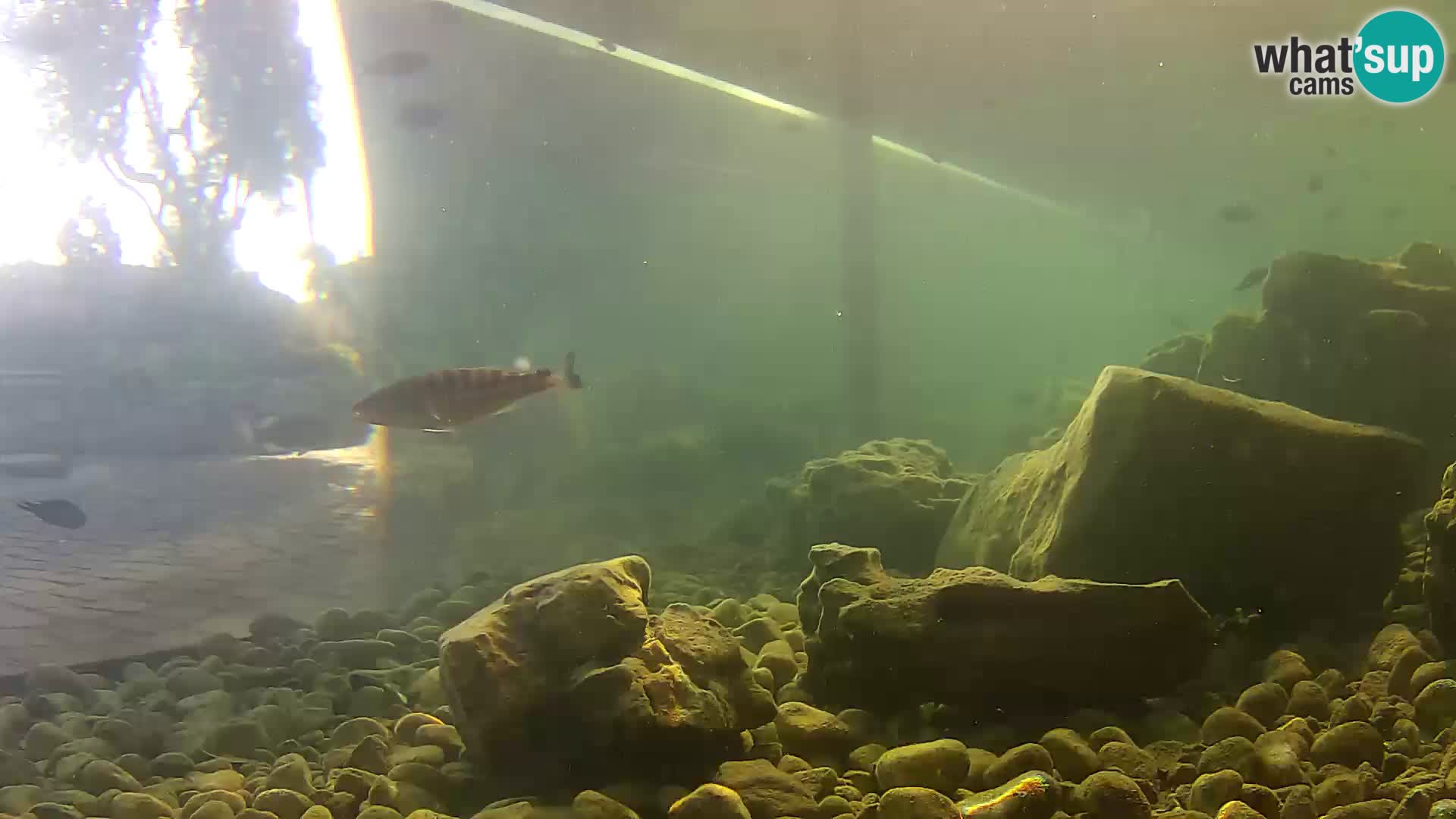 Acuario marino al aire libre Rogoznica webcam Croacia