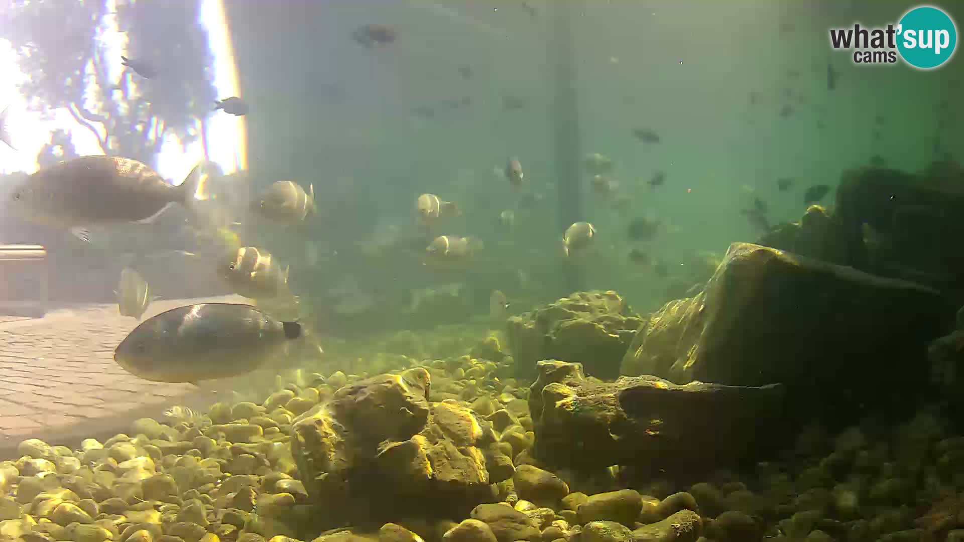 Marine Aquarium im Freien Rogoznica webcam Kroatien